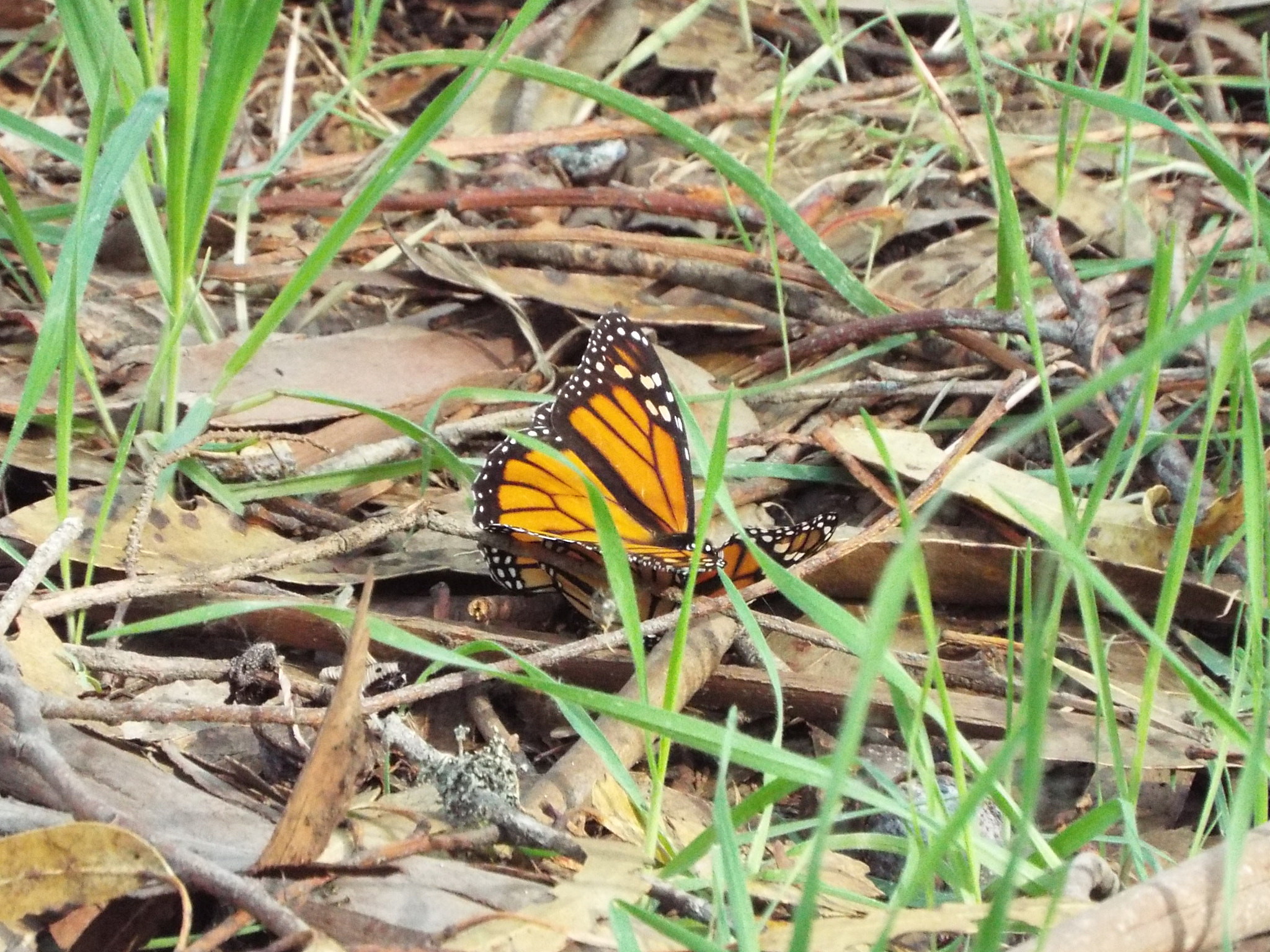 Fujifilm FinePix S9200 S9250 S9150 sample photo. Butterfly landed photography