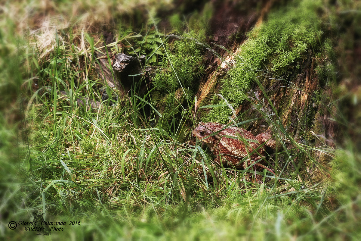 Sigma APO Macro 150mm f/2.8 EX DG HSM sample photo. Rospo comune (bufo bufo) photography