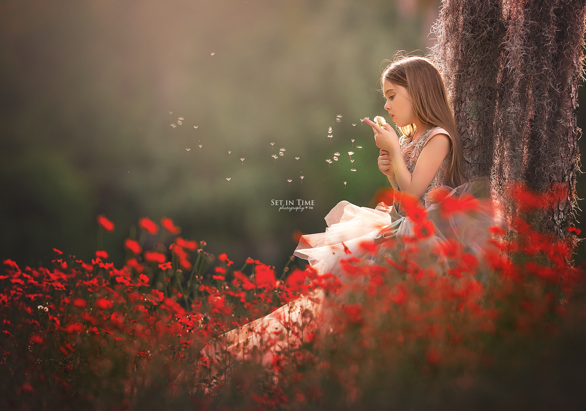 Nikon AF-S Nikkor 200mm F2G ED VR II sample photo. Make a wish photography