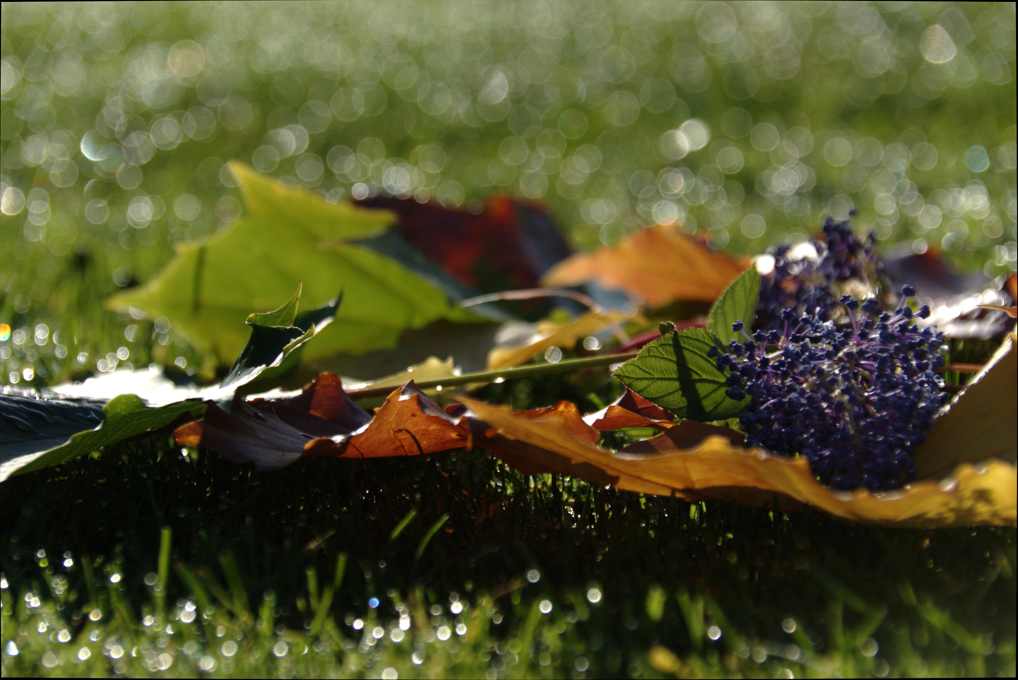 Nikon D90 sample photo. Colourfull autumn photography
