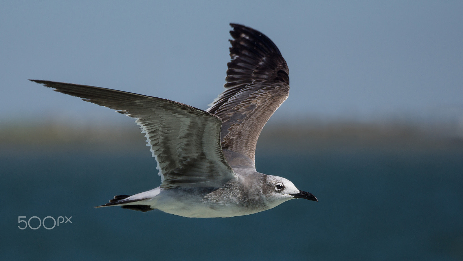 Sony 70-300mm F4.5-5.6 G SSM sample photo. Smiley photography