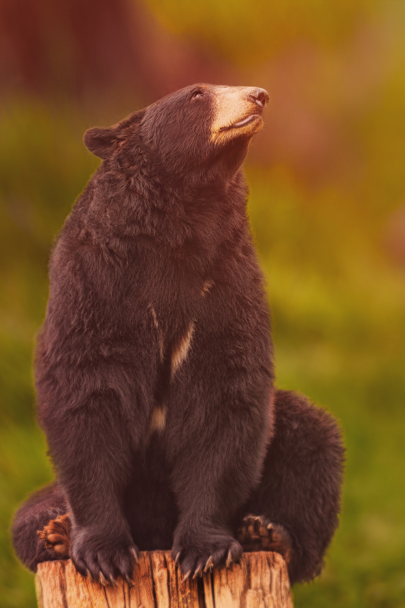 Tamron SP 150-600mm F5-6.3 Di VC USD sample photo. Black bear photography