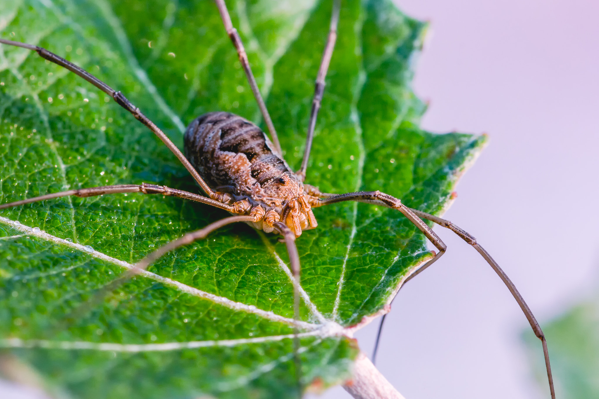 Sigma 105mm F2.8 EX DG OS HSM sample photo. Spider photography