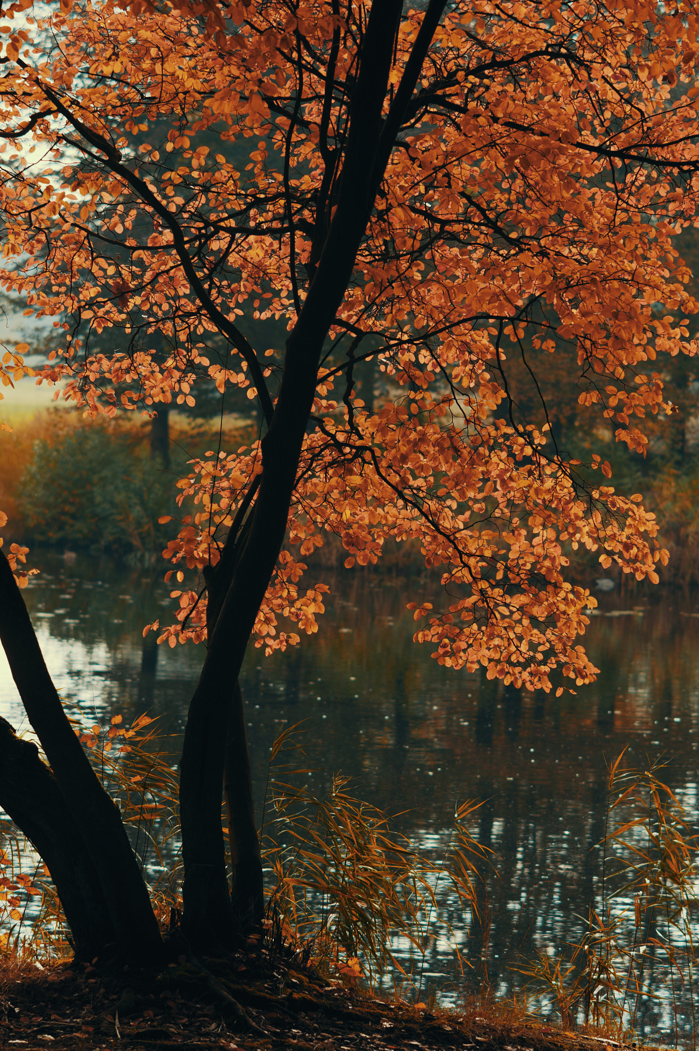 Nikon Df + AF DC-Nikkor 135mm f/2D sample photo. Autumn tree on the lake photography