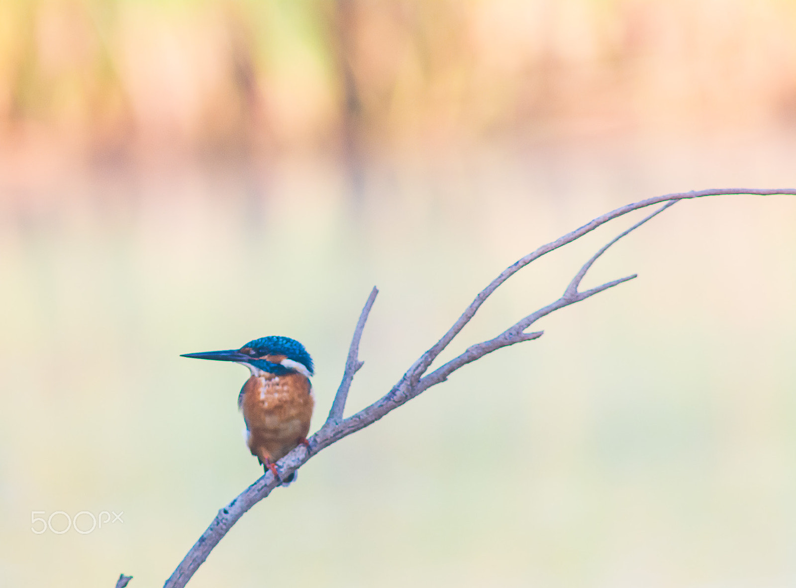 AF Nikkor 300mm f/4 IF-ED sample photo. Kingfisher photography