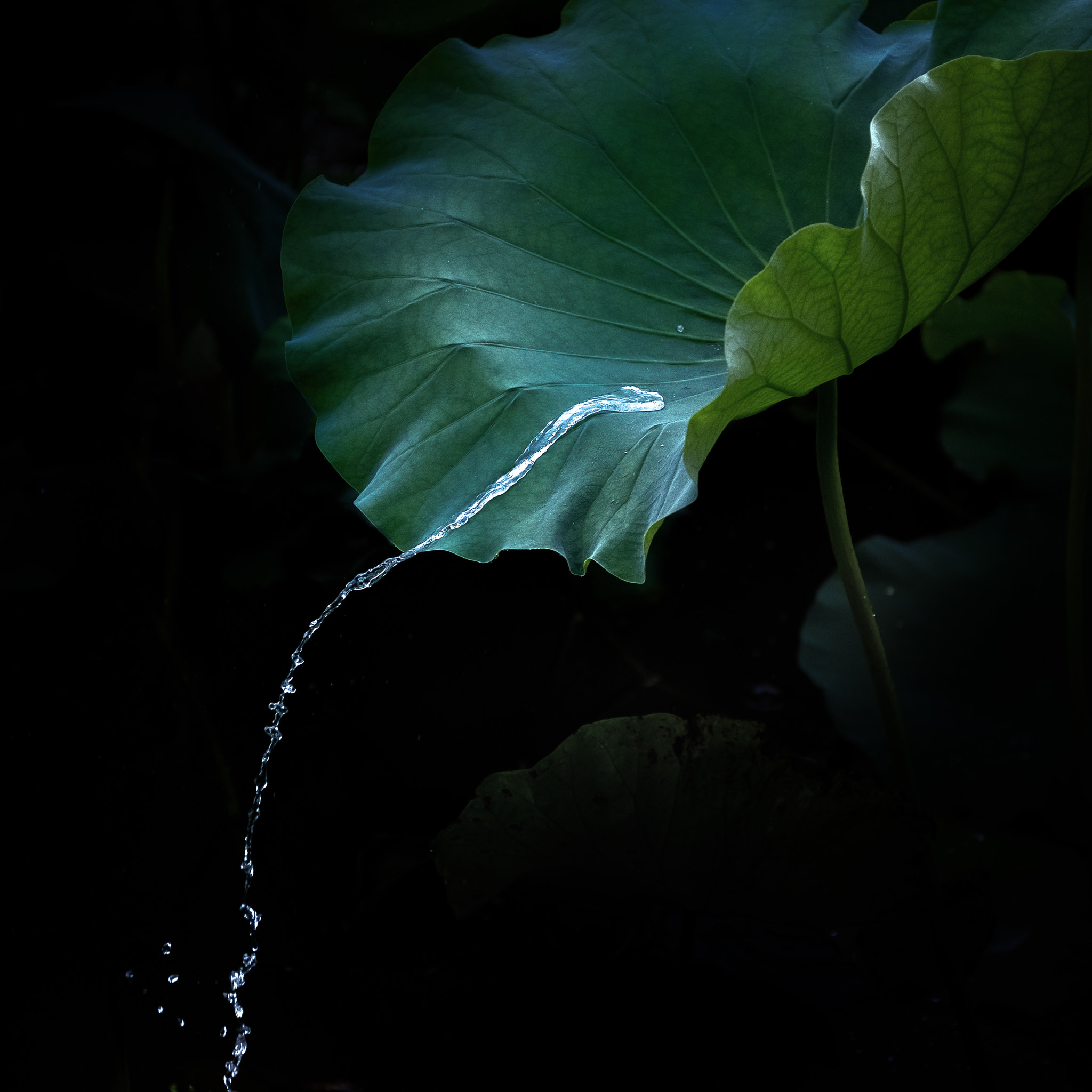 Nikon AF-S Nikkor 24-70mm F2.8E ED VR sample photo. Lotus leaf photography
