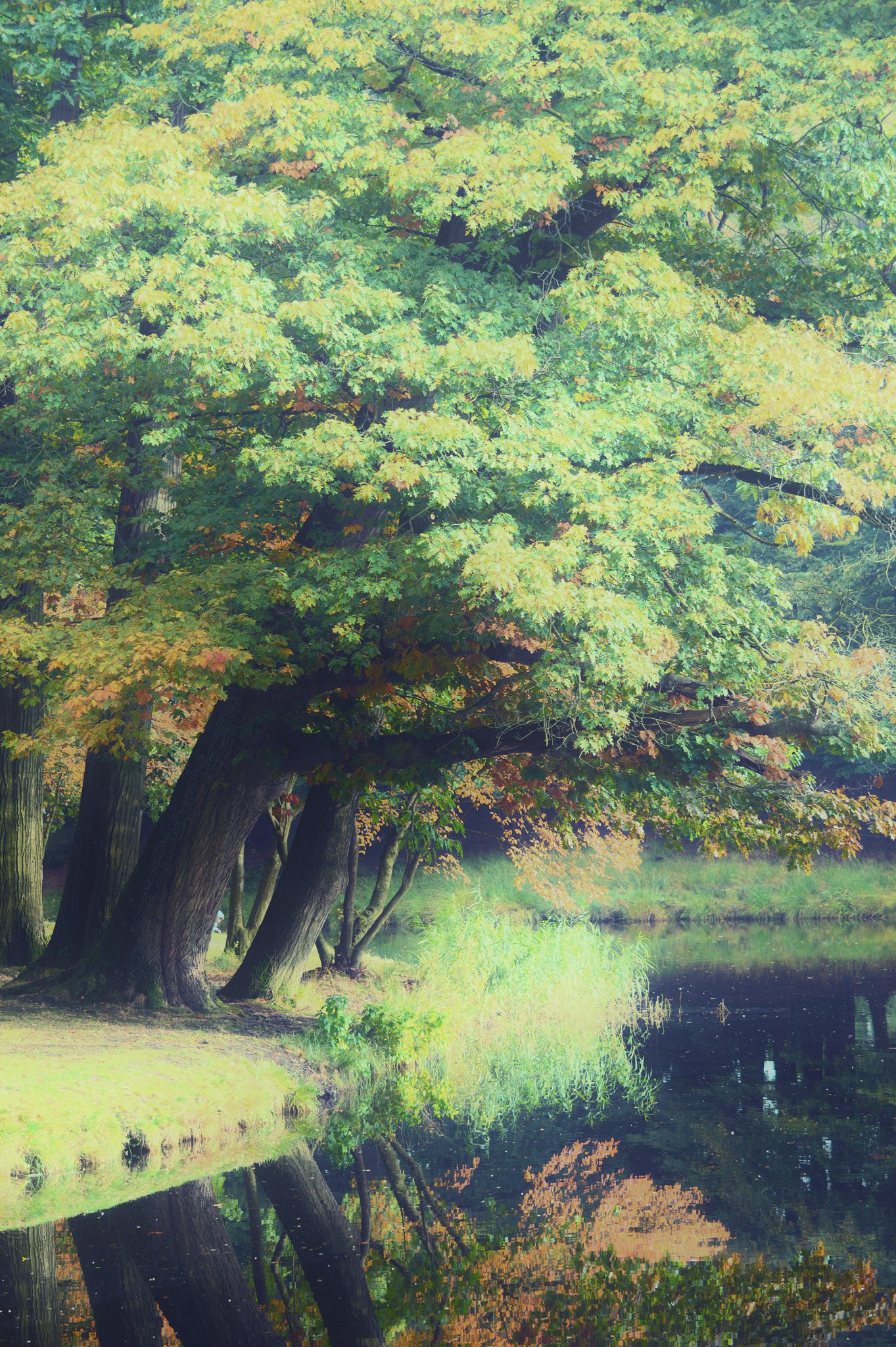 Nikon Df + AF DC-Nikkor 135mm f/2D sample photo. Autumn fantasy forest lake photography