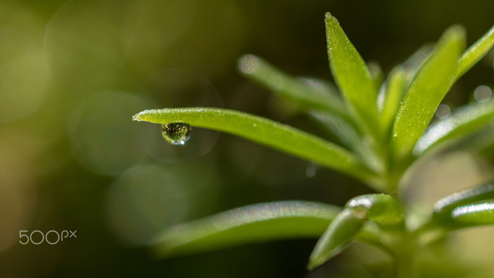 Nikon D5500 + Sigma 50mm F2.8 EX DG Macro sample photo. Like a dream photography