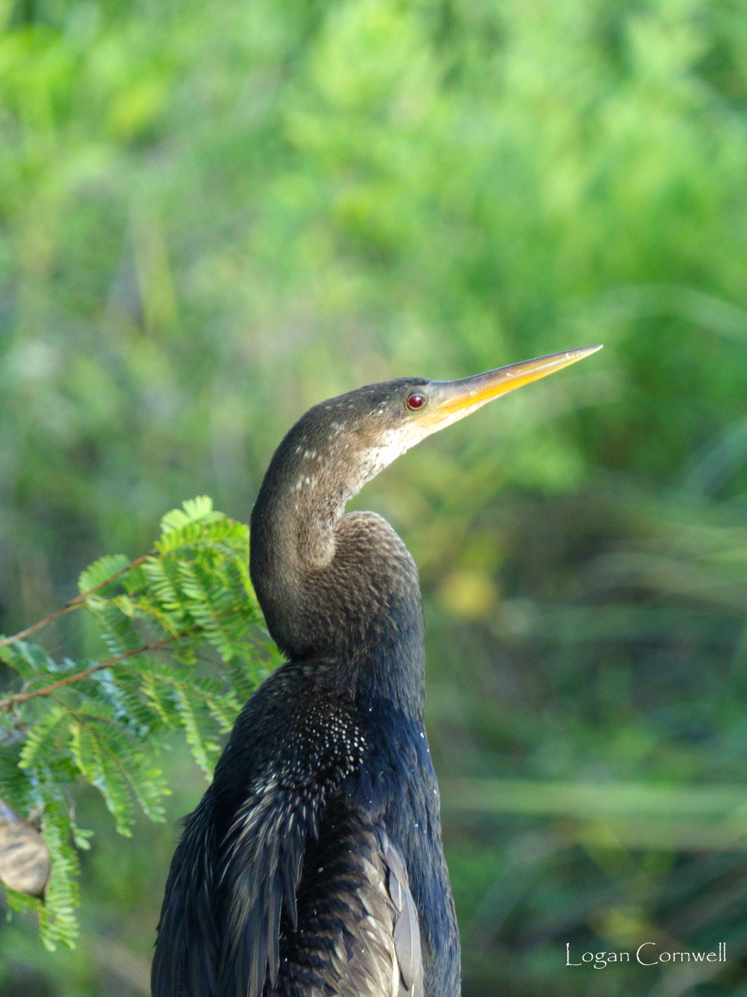 Kodak PIXPRO AZ521 sample photo. Anhinga photography