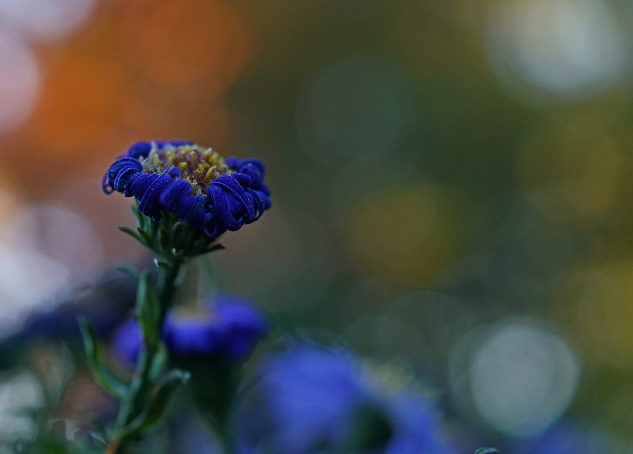 Sony DT 30mm F2.8 Macro SAM sample photo. Curls... photography