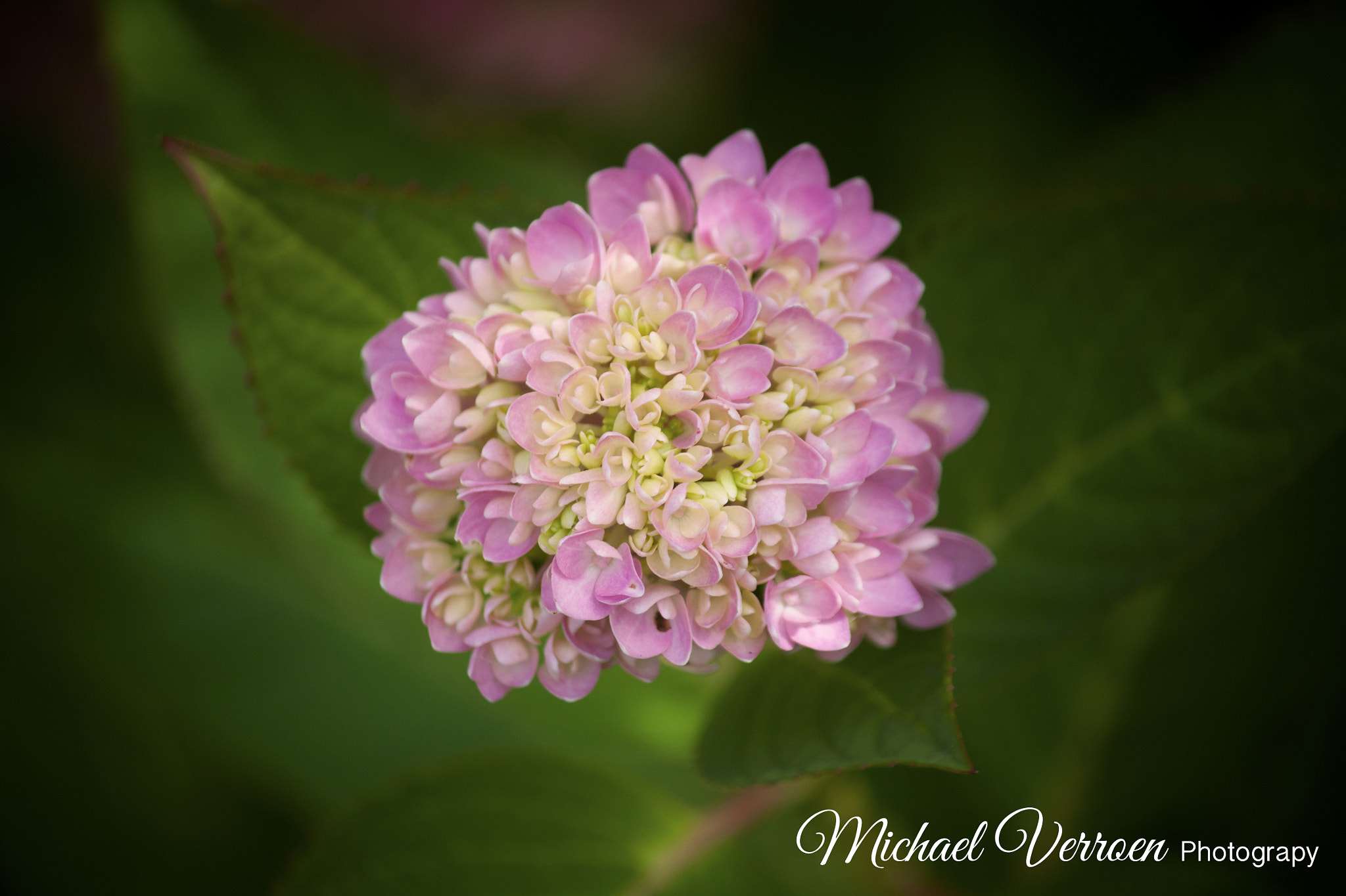 Canon EF-S 55-250mm F4-5.6 IS sample photo. Wonderful photography