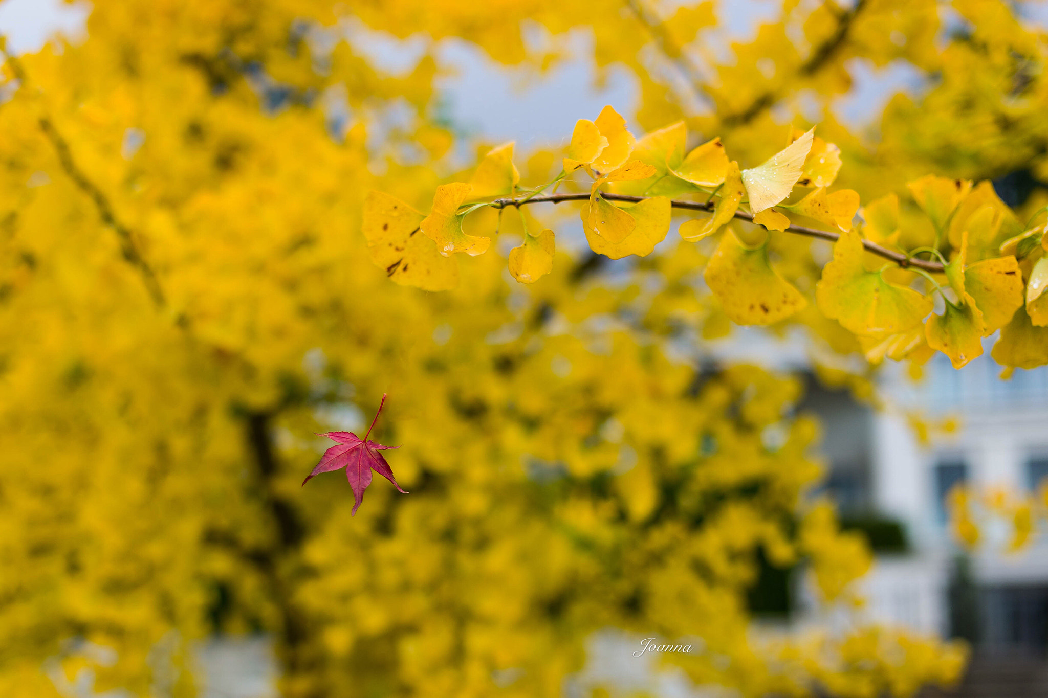 Leica M9 + Leica Summilux-M 35mm F1.4 ASPH sample photo. Dancing in autumn photography