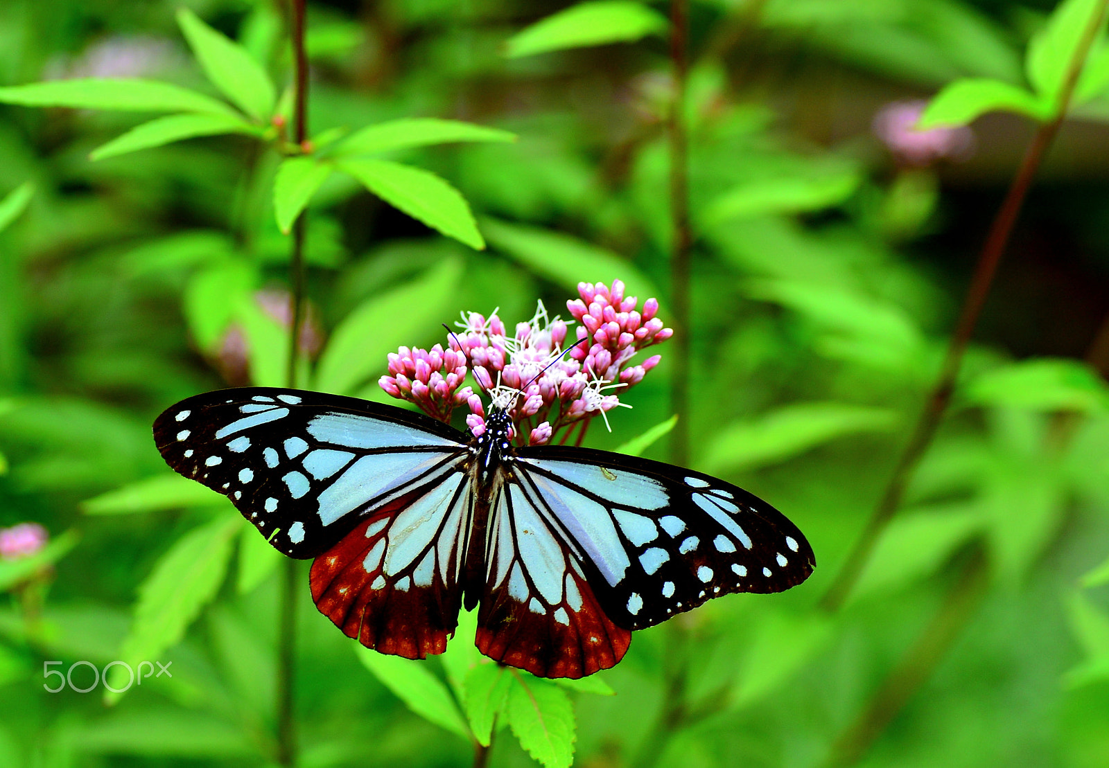 Nikon D600 sample photo. Asagimadara photography