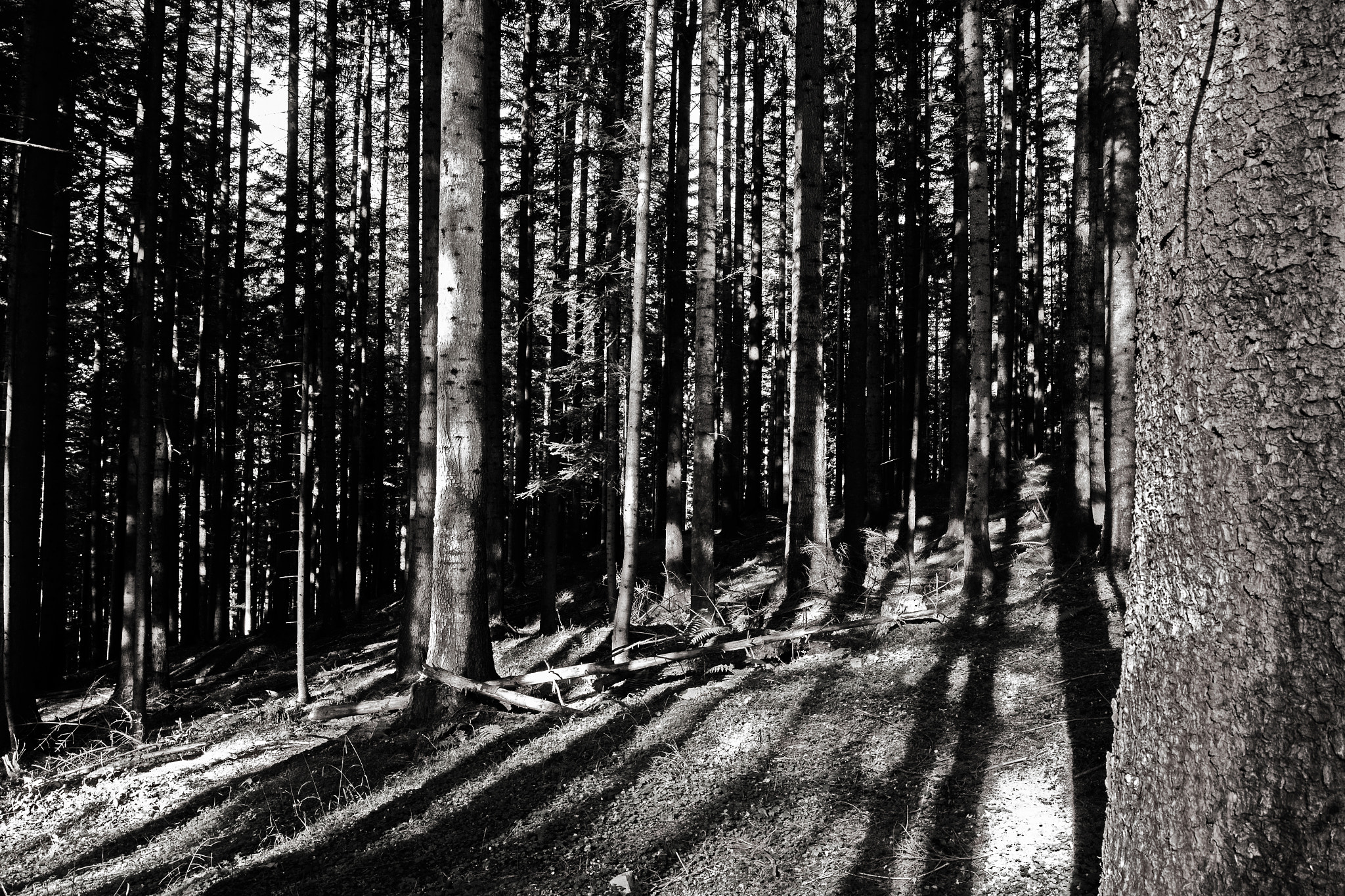 Canon EF 16-35mm F4L IS USM sample photo. Woodland photography