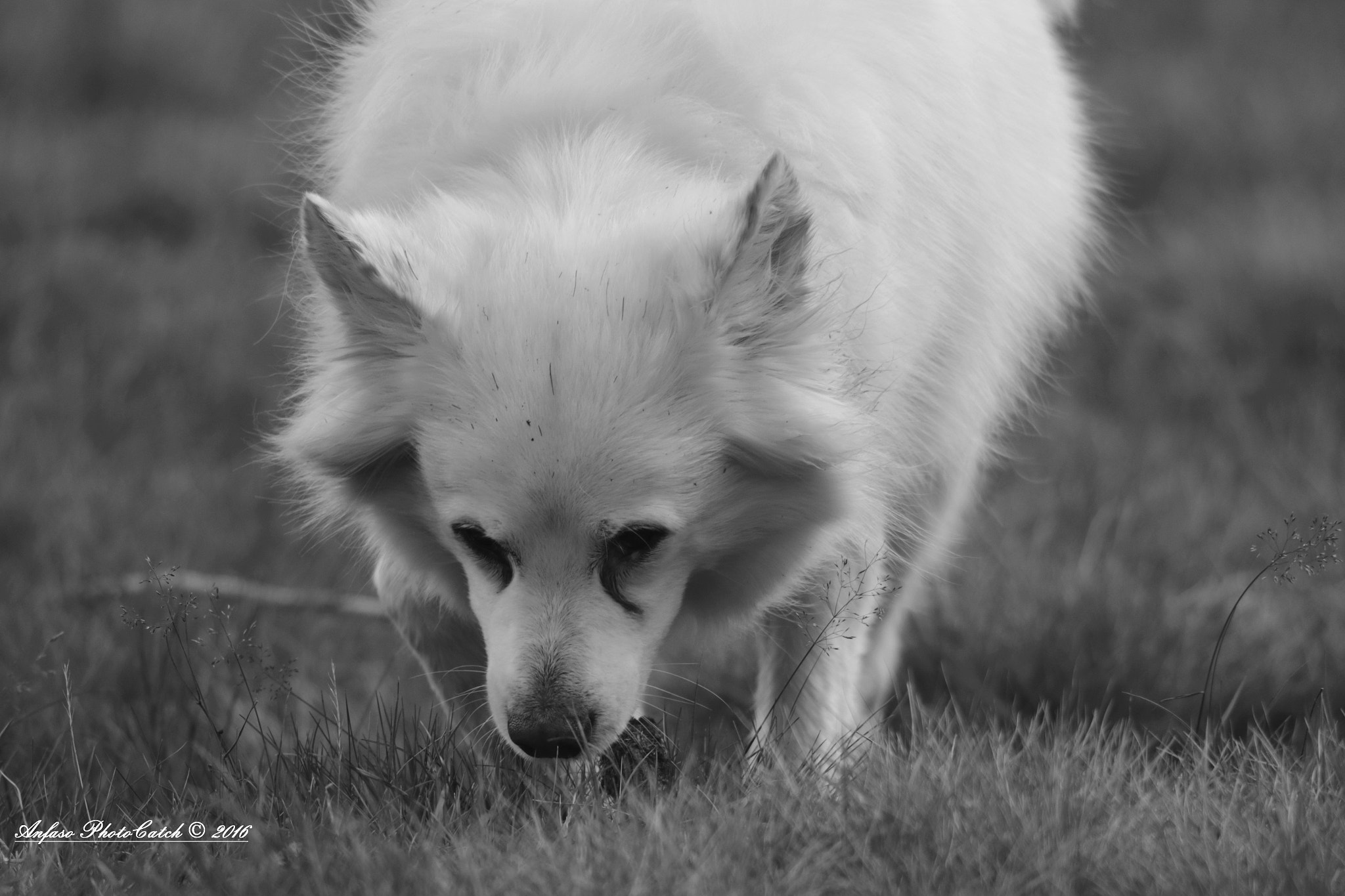 Sigma 150-600mm F5-6.3 DG OS HSM | S sample photo. Toby photography