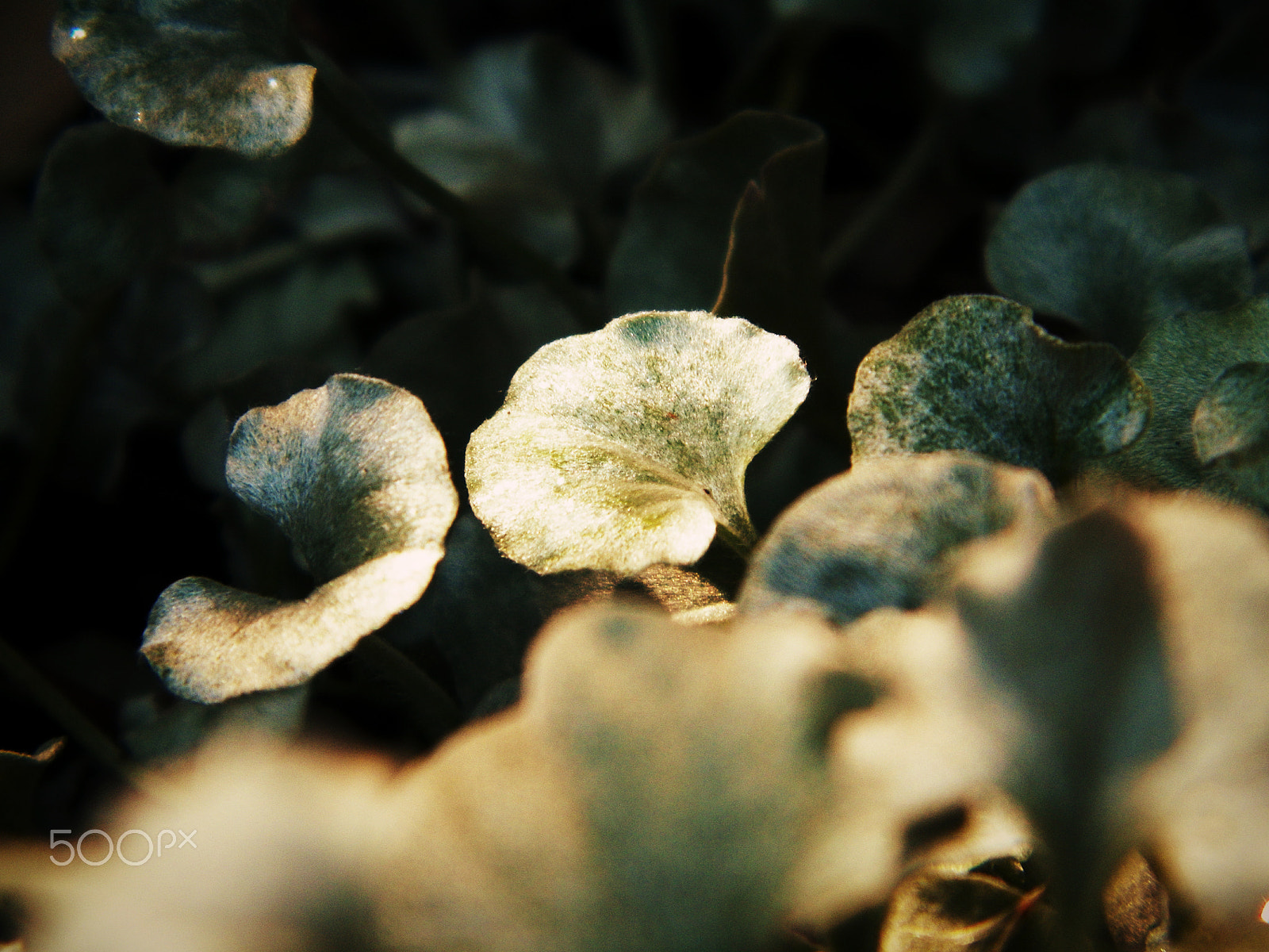 Kodak EASYSHARE Z5010 DIGITAL CAMERA sample photo. Golden fan photography