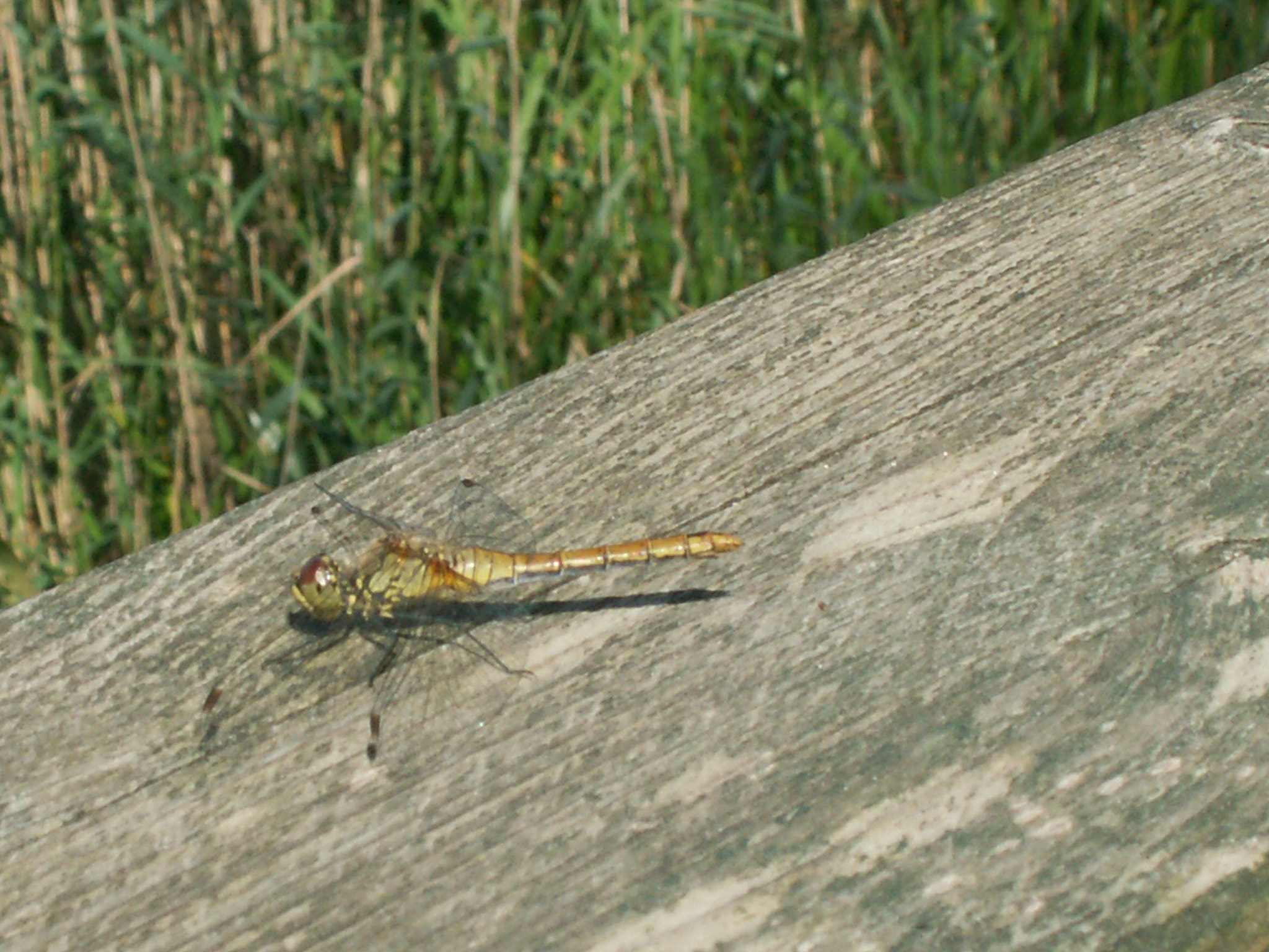 KONICA MINOLTA DiMAGE Z5 sample photo. Mazury photography