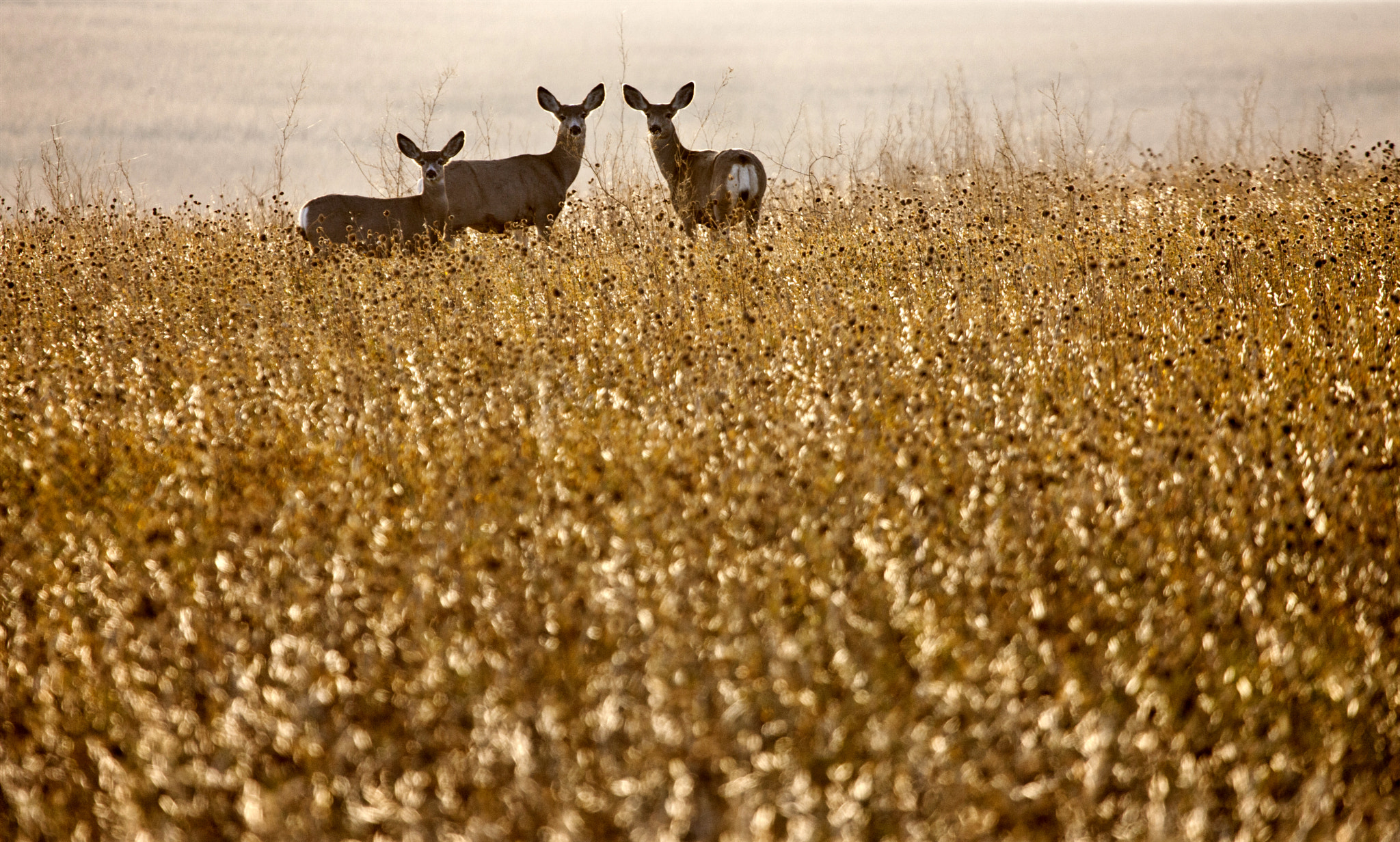Canon EOS-1Ds Mark III + Canon EF 100-400mm F4.5-5.6L IS USM sample photo. Prairie deer photography