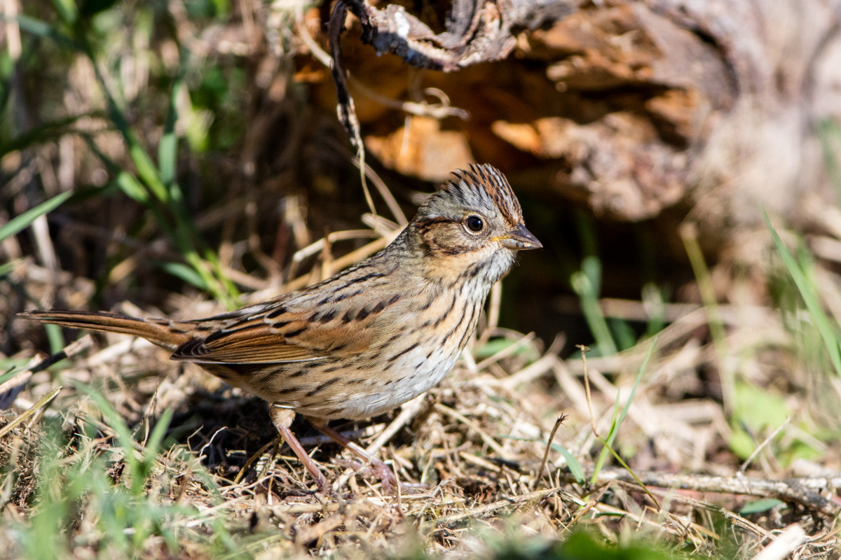 Canon EOS 5DS R + Canon EF 200-400mm F4L IS USM Extender 1.4x sample photo. Lincoln's sparrow photography