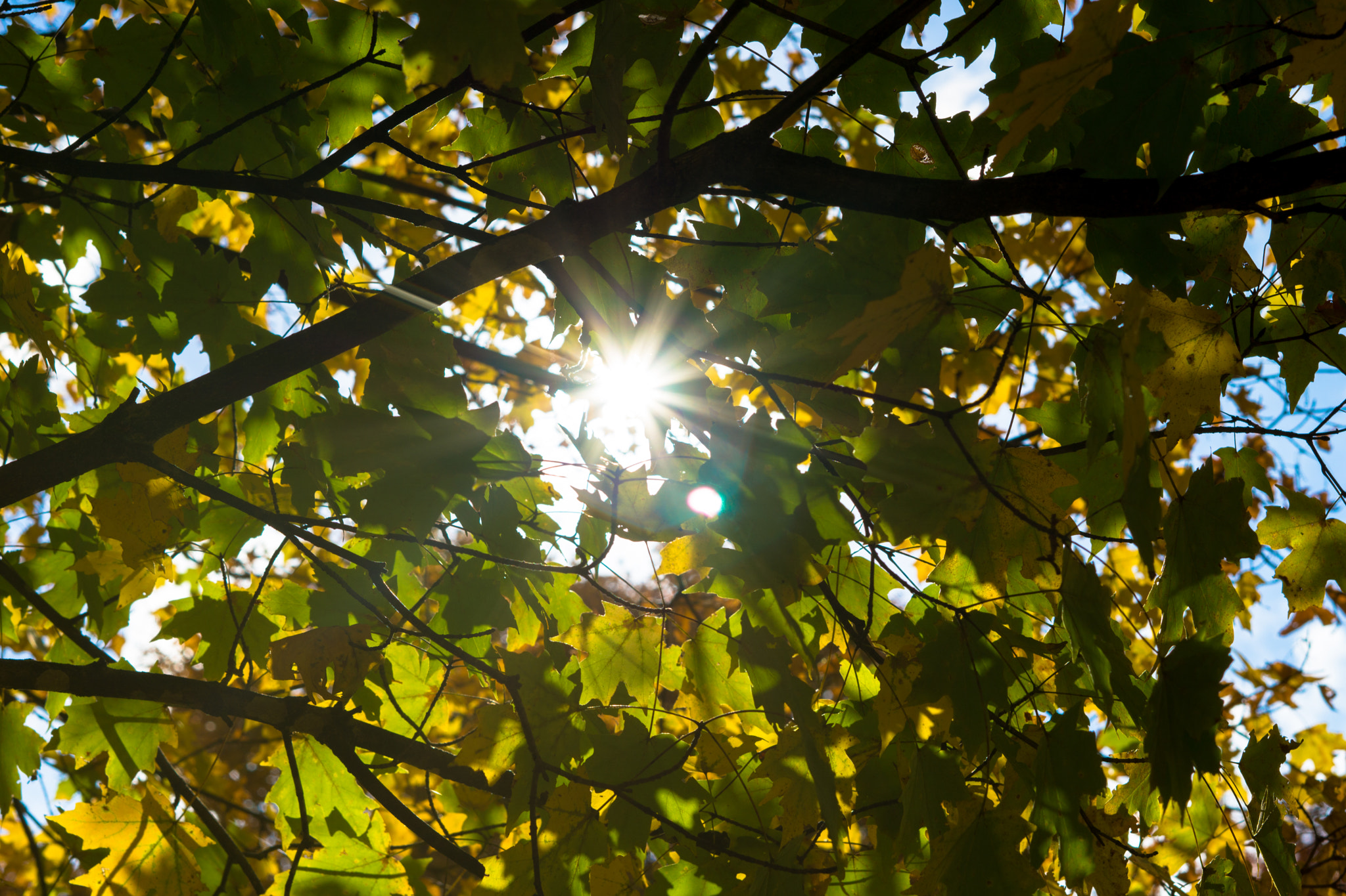 Sony FE 50mm F1.8 sample photo. Sunshine! photography