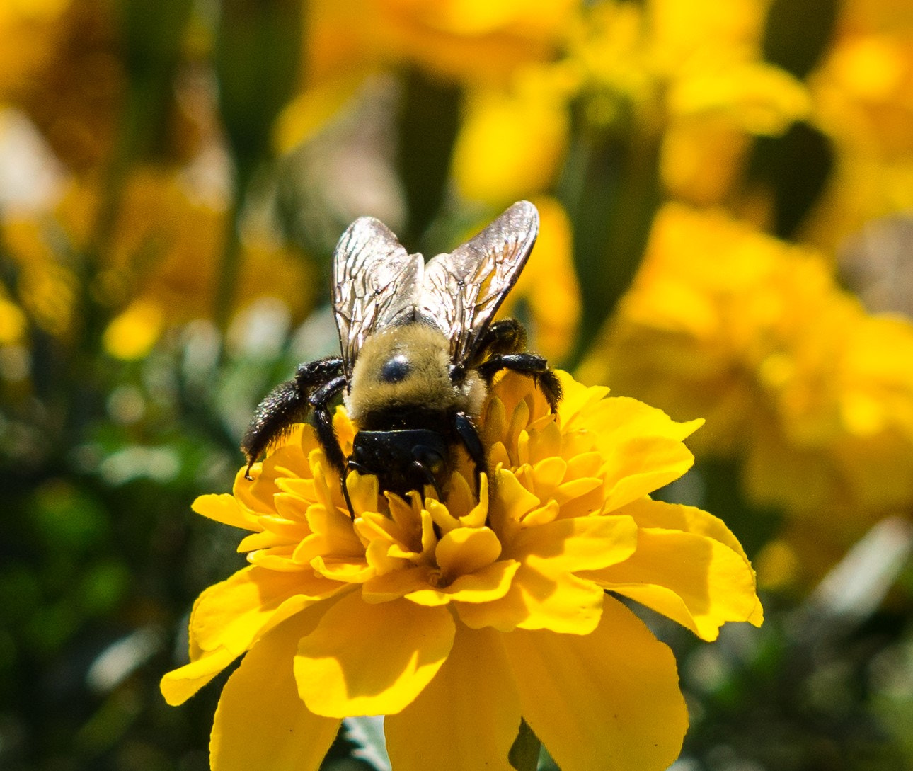 Sony FE 50mm F1.8 sample photo. Macro of a bee photography
