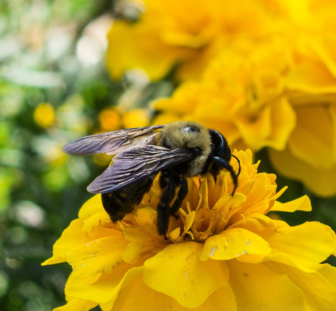 Sony FE 50mm F1.8 sample photo. Another bee macro photography