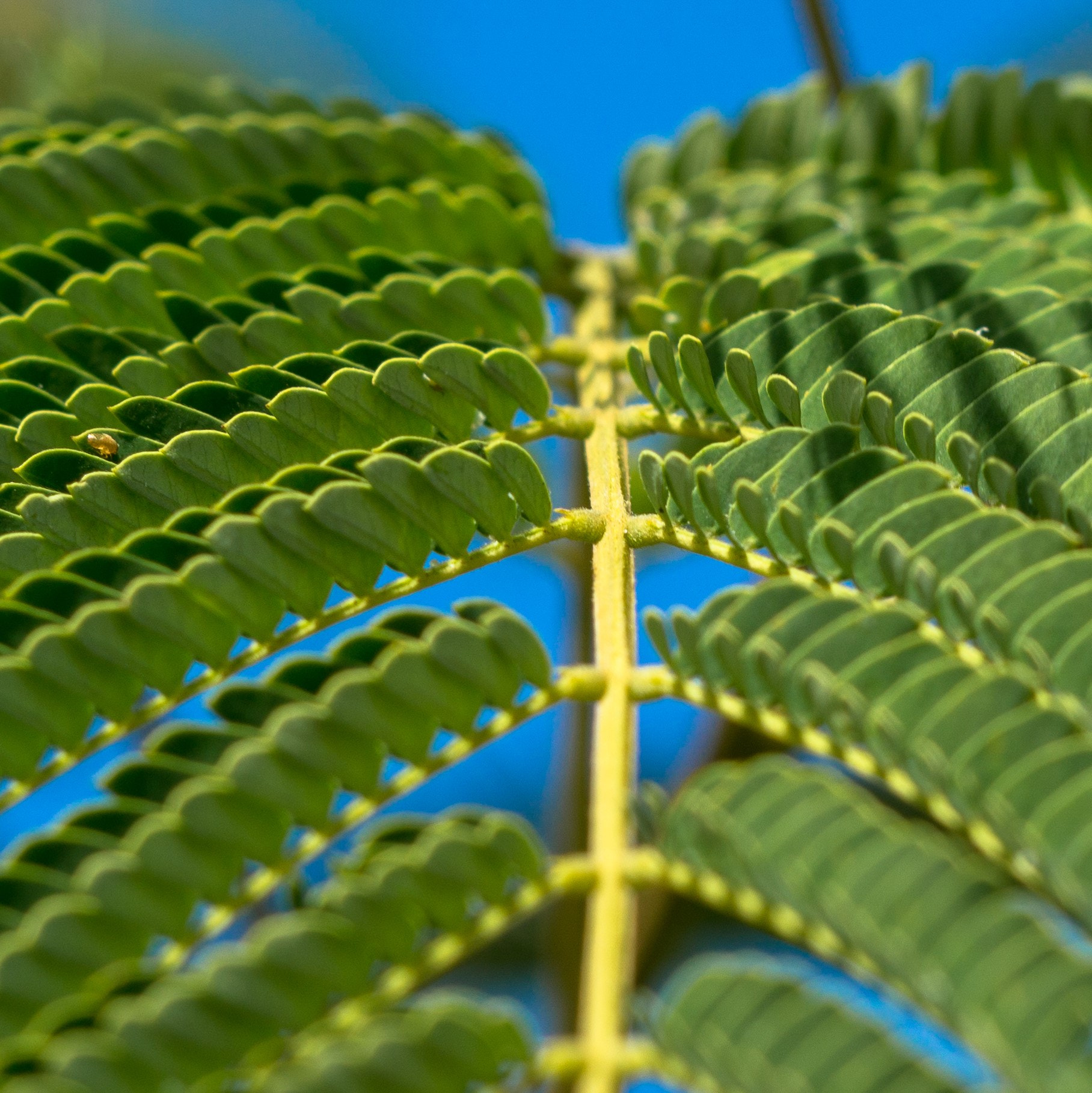 Sony FE 50mm F1.8 sample photo. Fern macro photography