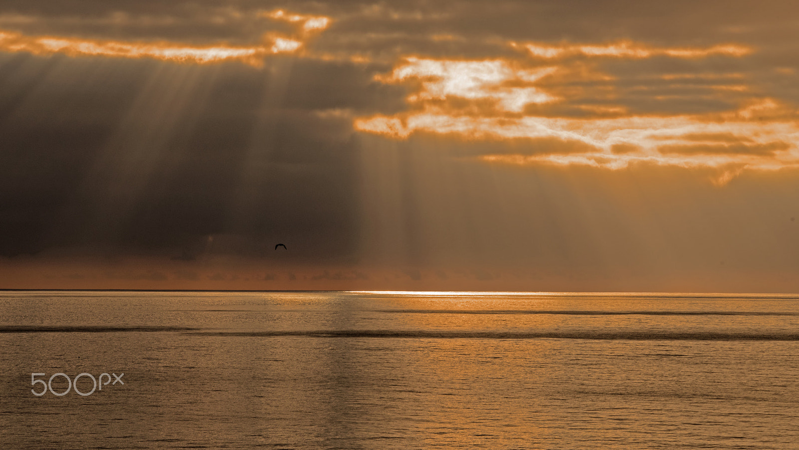 Sigma 150-500mm F5-6.3 DG OS HSM sample photo. Pacific sunset photography