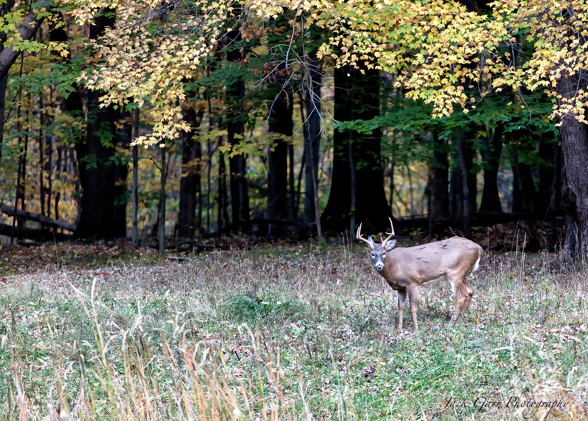 Canon EF 70-200mm F2.8L IS USM sample photo. Deer cuyahoga valley national park photography