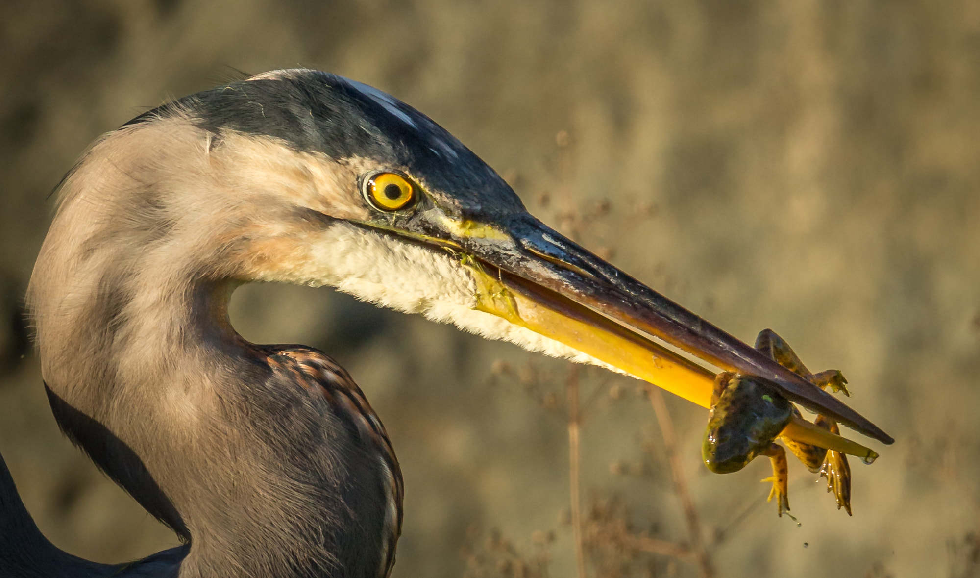 Canon EOS-1D X + Canon EF 600mm F4L IS II USM sample photo. Fresh frog for dinner photography