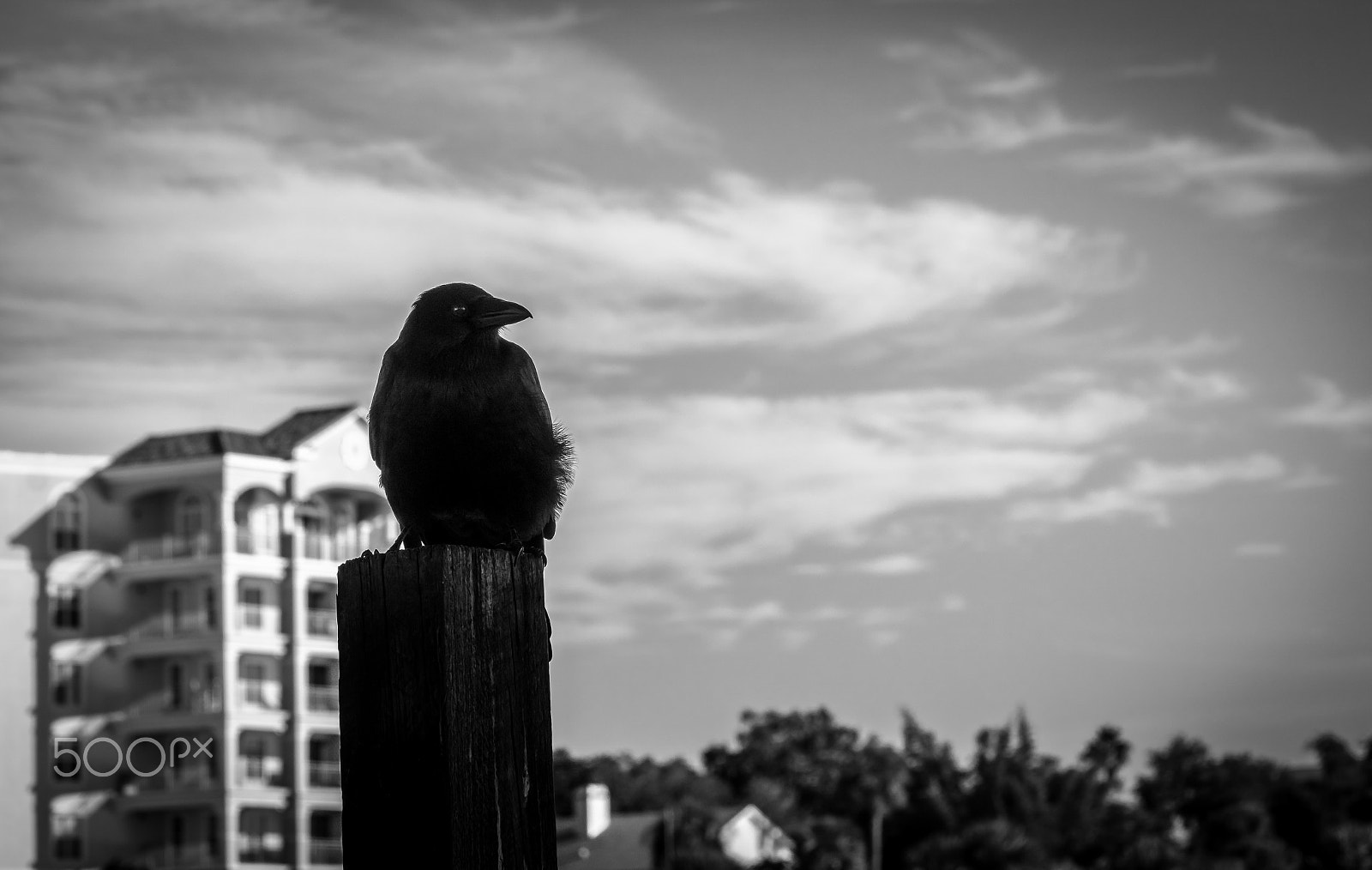 Sony ILCA-77M2 sample photo. Crow bw photography
