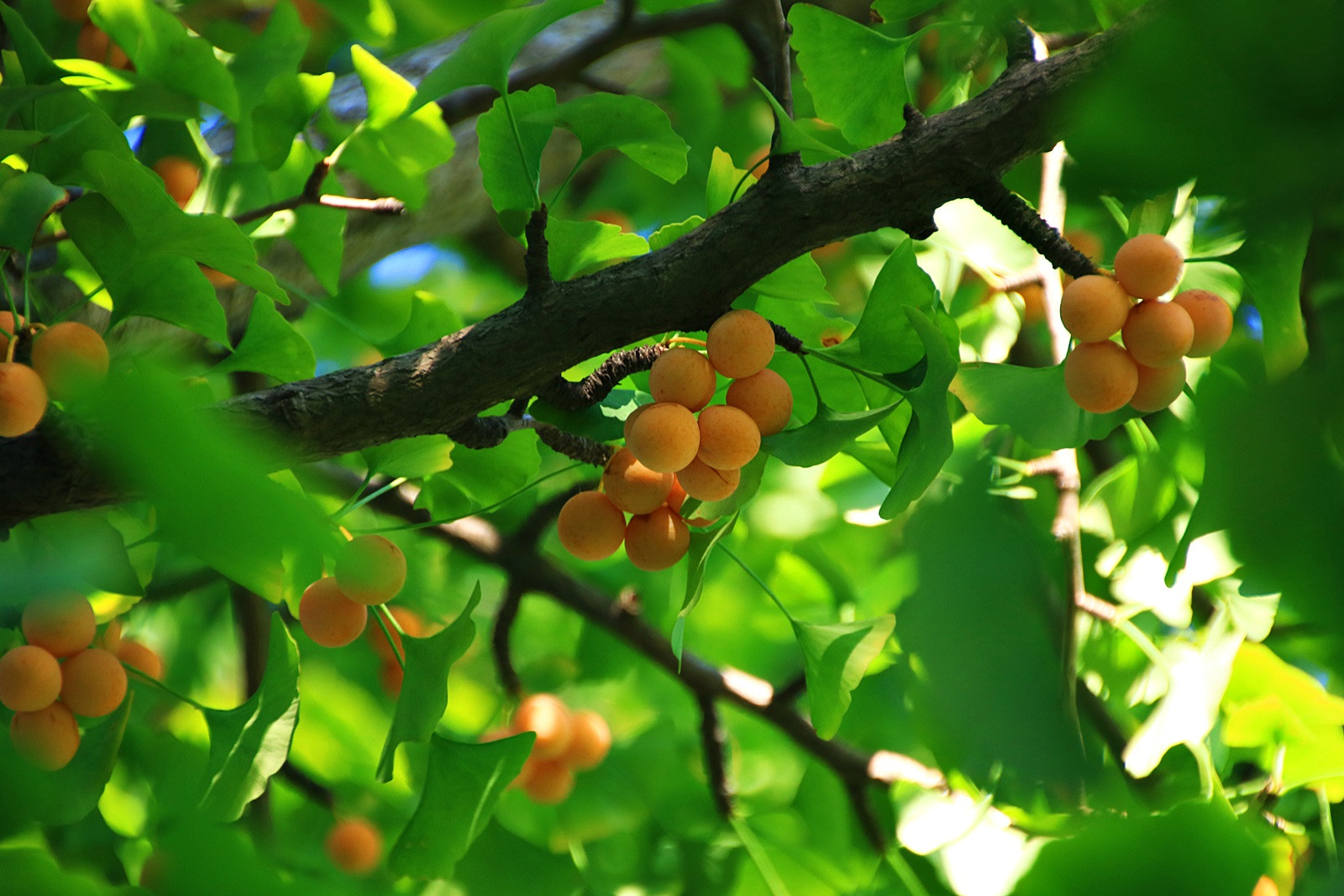 Canon EOS 750D (EOS Rebel T6i / EOS Kiss X8i) sample photo. Fruition photography