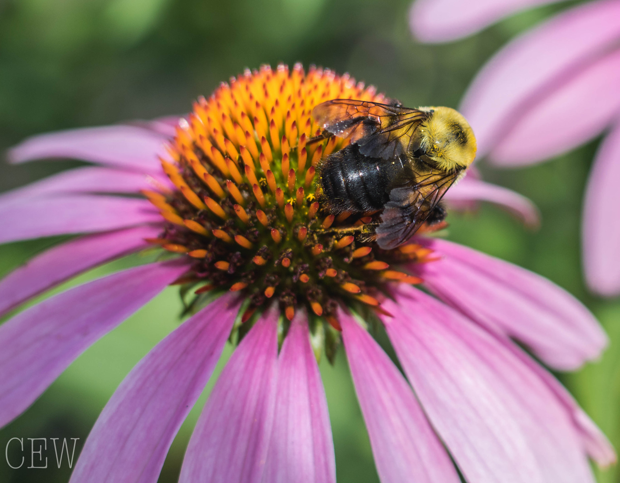 Canon EOS 760D (EOS Rebel T6s / EOS 8000D) sample photo. Buzz... photography