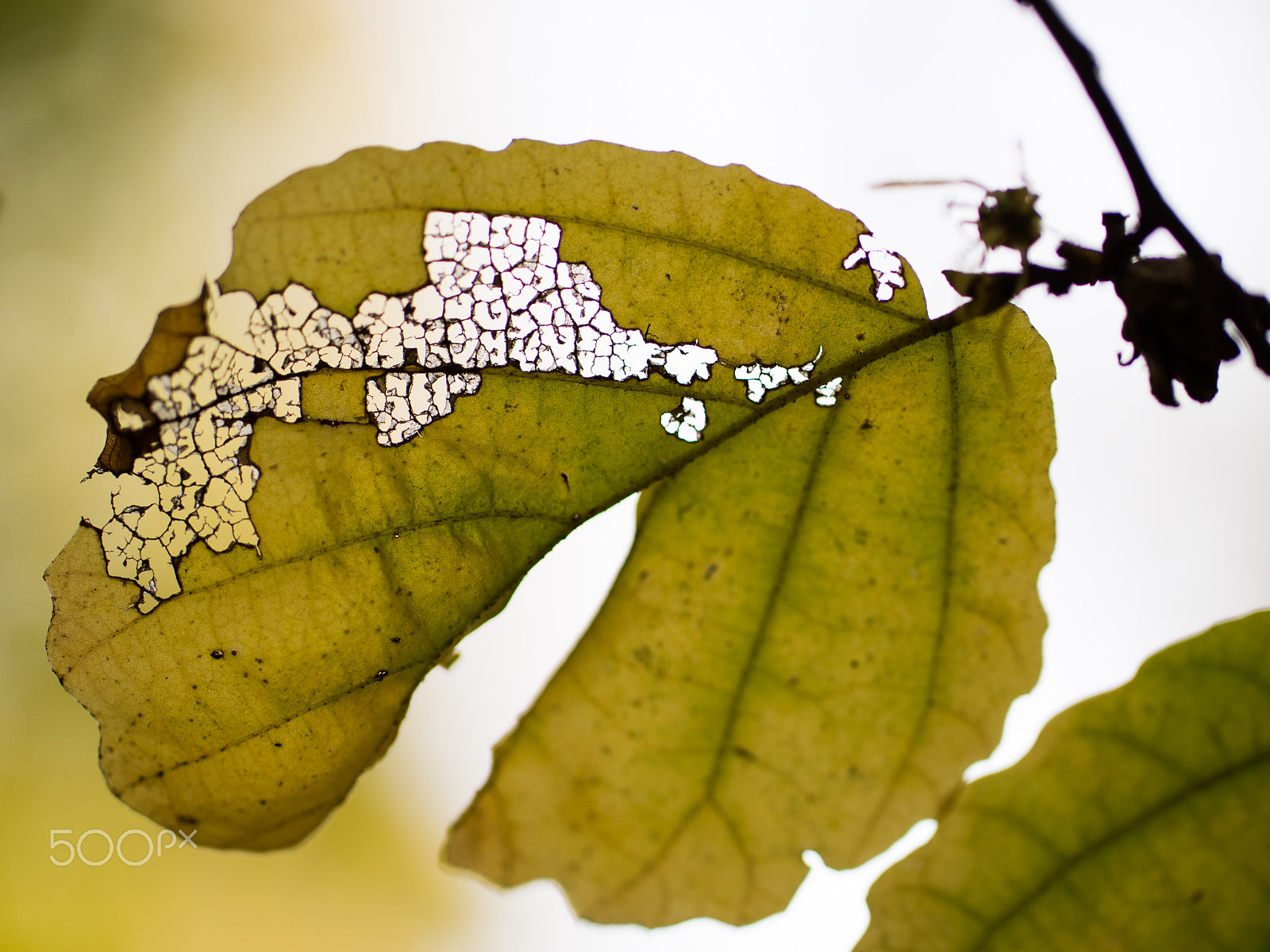Nikon D600 sample photo. Imperfect photography