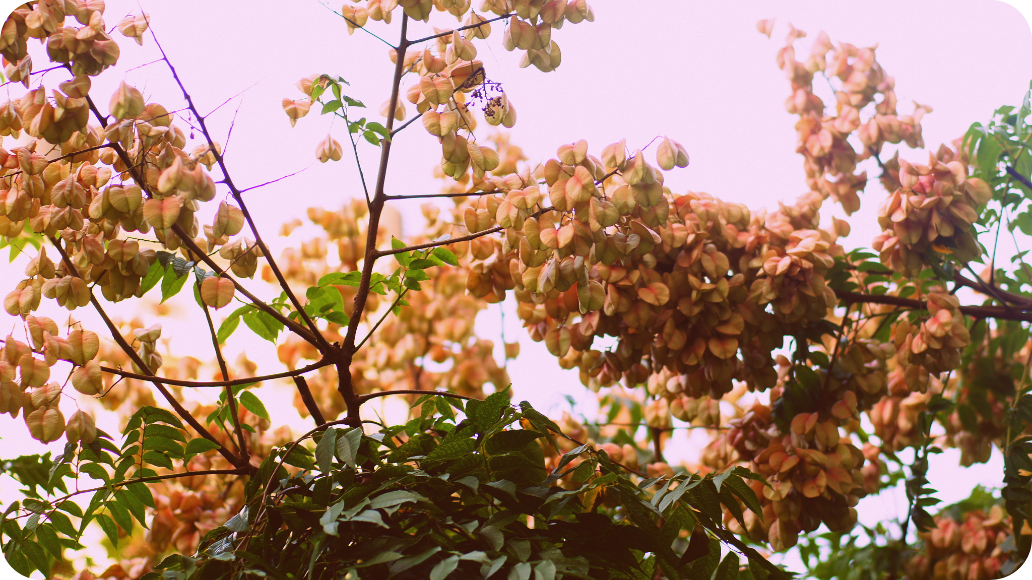 Sony SLT-A55 (SLT-A55V) + Sony 50mm F1.4 sample photo. Nature speaks photography