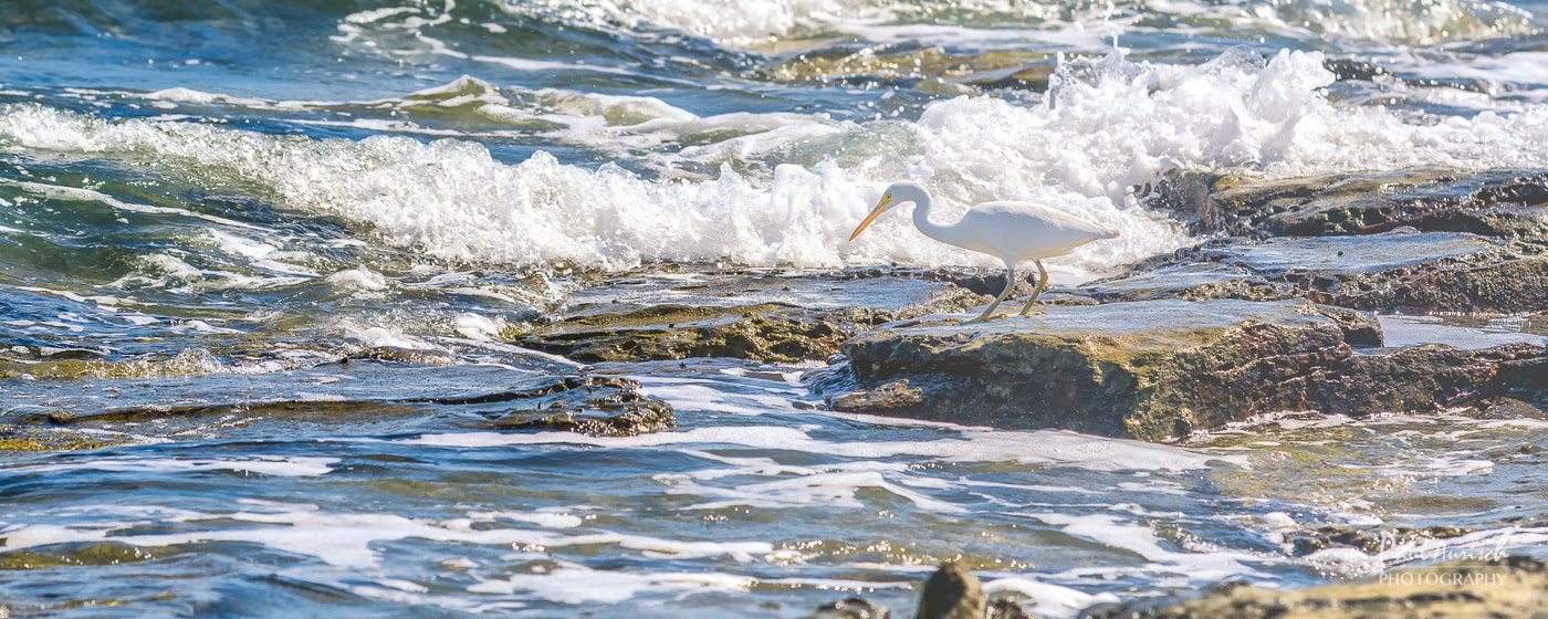 Nikon AF-S Nikkor 70-200mm F4G ED VR sample photo. Eastern great egret photography