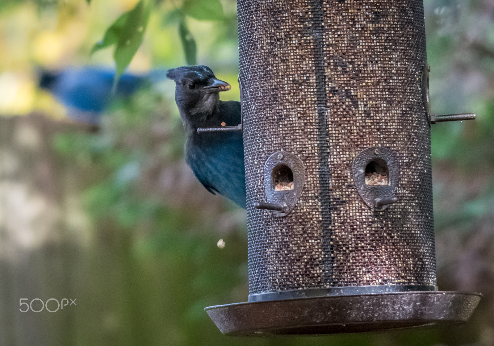Sigma 120-400mm F4.5-5.6 DG OS HSM sample photo. Stellers jay photography