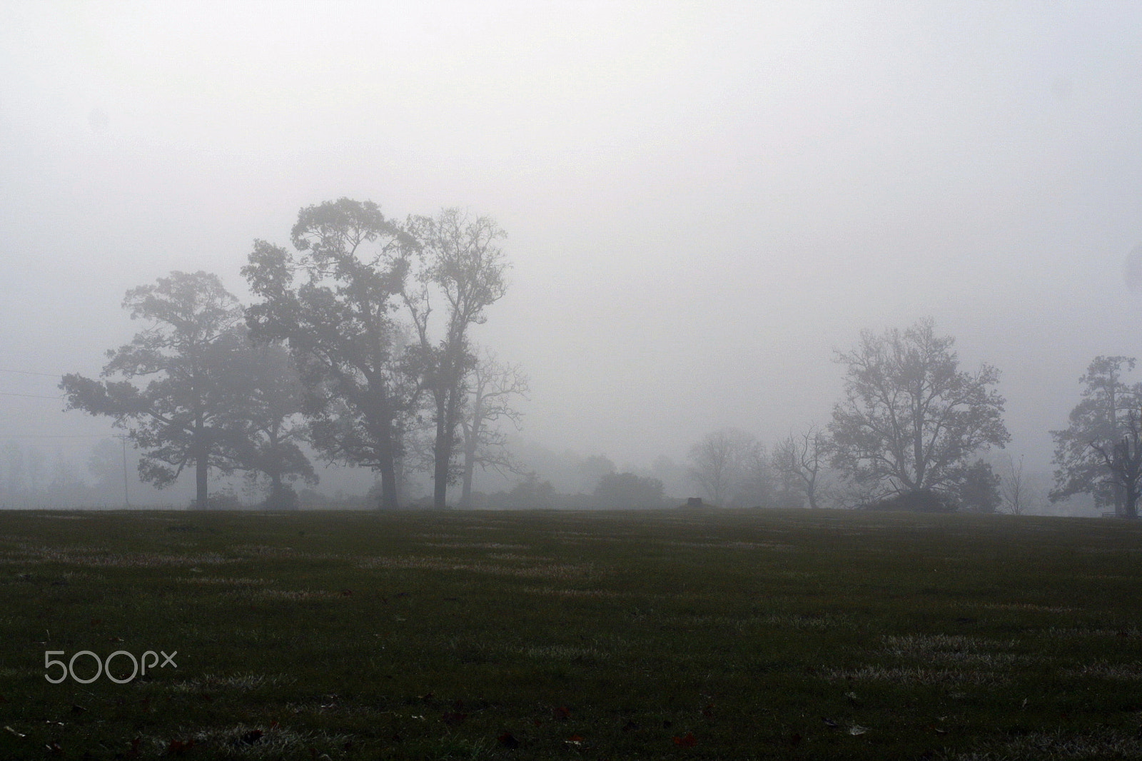 Canon EOS D30 sample photo. Foggy east tx farm photography