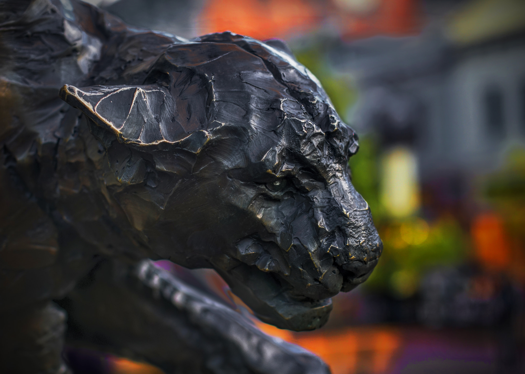 Minolta AF 50mm F1.4 [New] sample photo. On the prowl photography