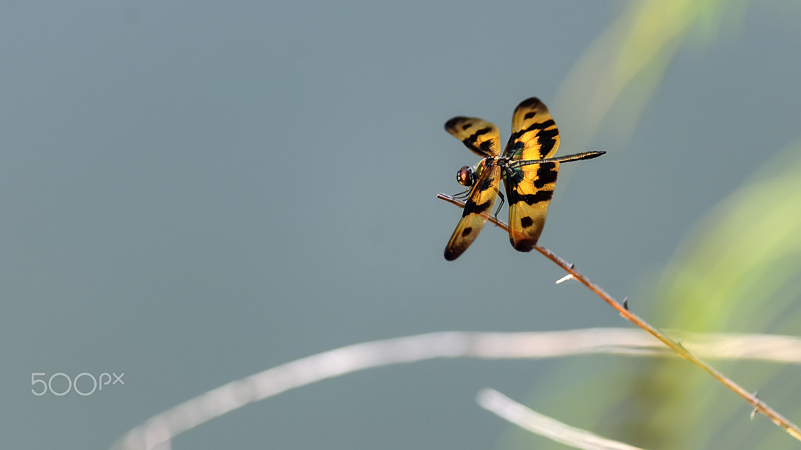 Nikon D3X + Nikon AF-S Nikkor 300mm F4D ED-IF sample photo. 斑丽翅蜻蜓 photography