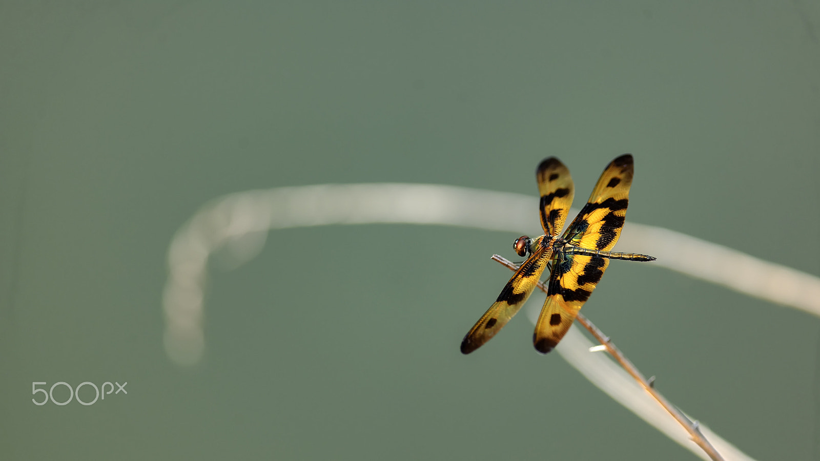 Nikon D3X + Nikon AF-S Nikkor 300mm F4D ED-IF sample photo. 斑丽翅蜻蜓 photography