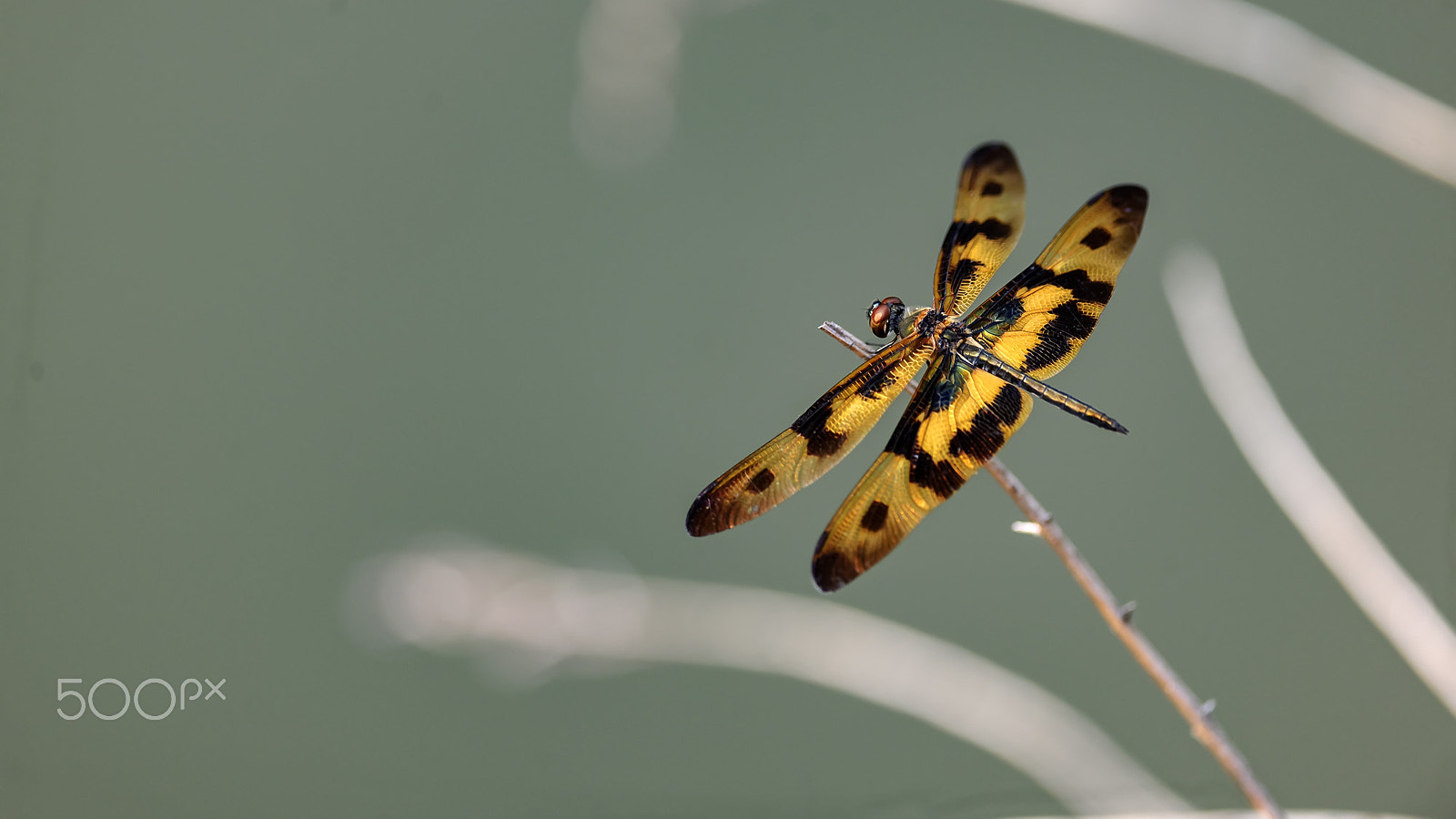 Nikon D3X sample photo. 斑丽翅蜻蜓 photography