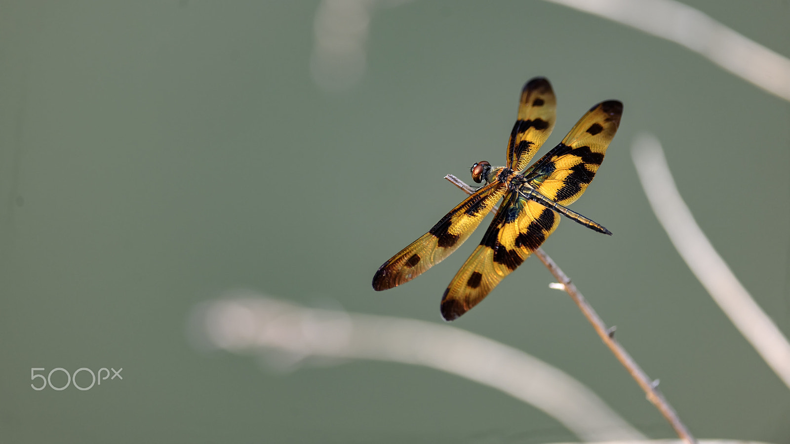 Nikon D3X + Nikon AF-S Nikkor 300mm F4D ED-IF sample photo. 斑丽翅蜻蜓 photography