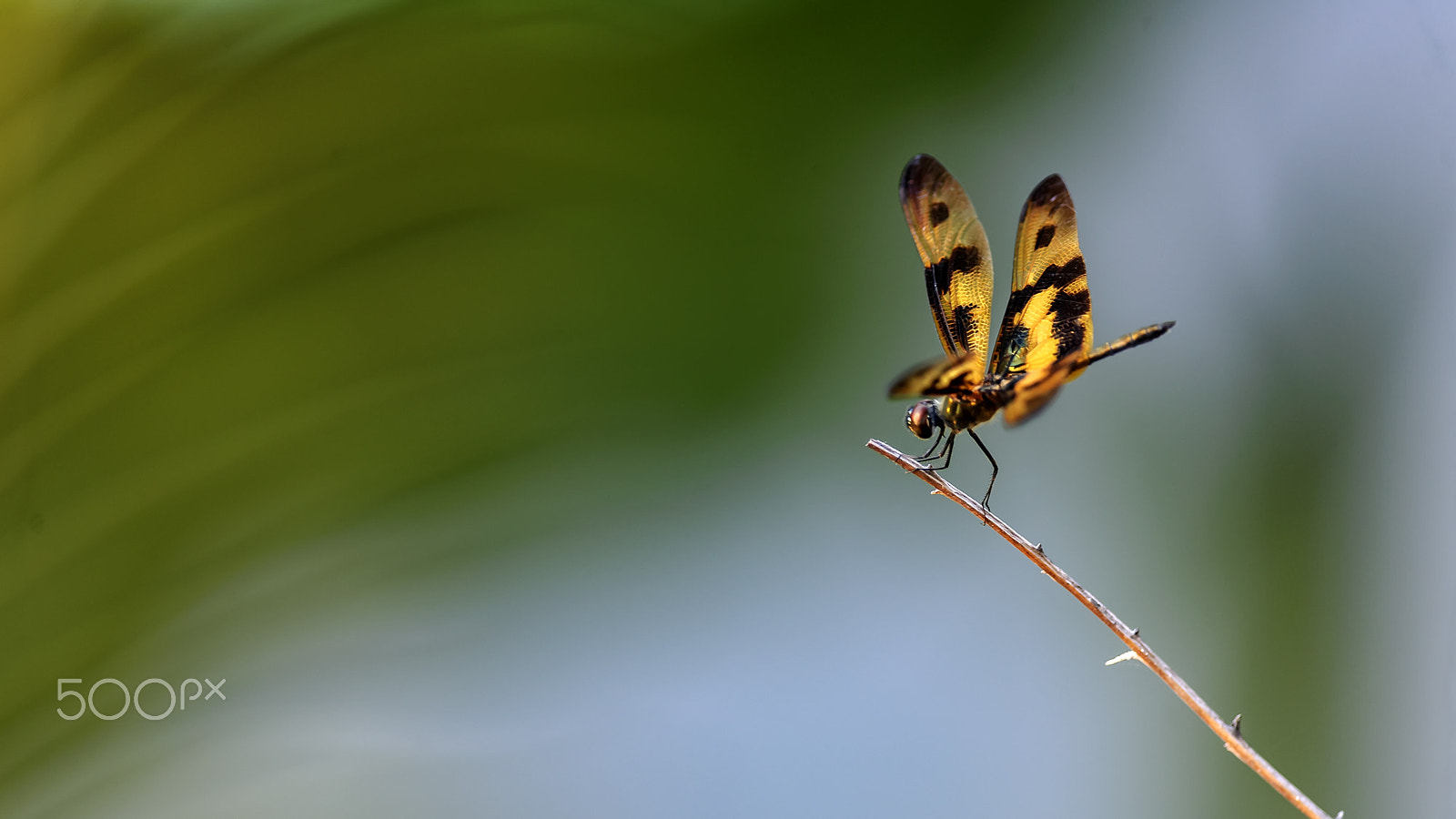 Nikon D3X + Nikon AF-S Nikkor 300mm F4D ED-IF sample photo. 斑丽翅蜻蜓 photography