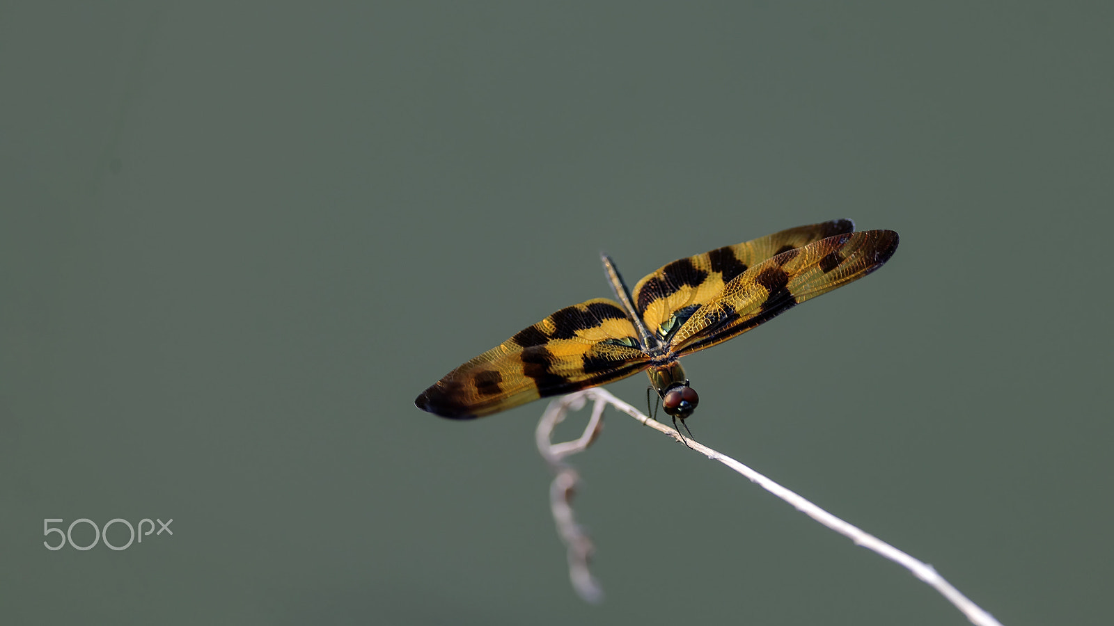 Nikon D3X + Nikon AF-S Nikkor 300mm F4D ED-IF sample photo. 斑丽翅蜻蜓 photography