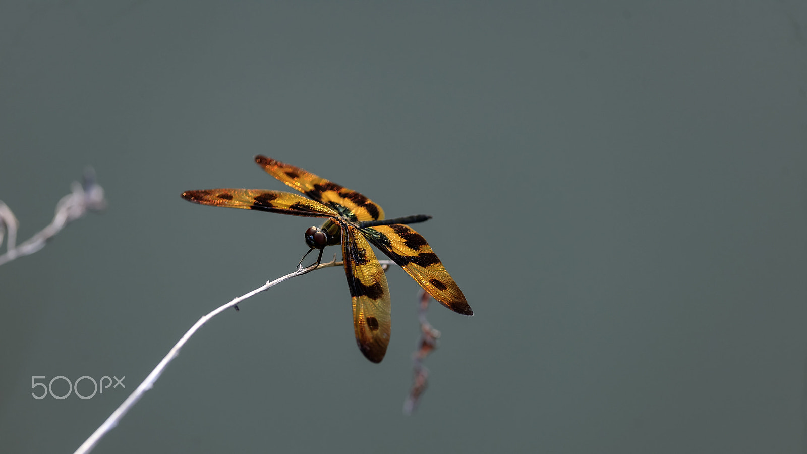 Nikon D3X sample photo. 斑丽翅蜻蜓 photography
