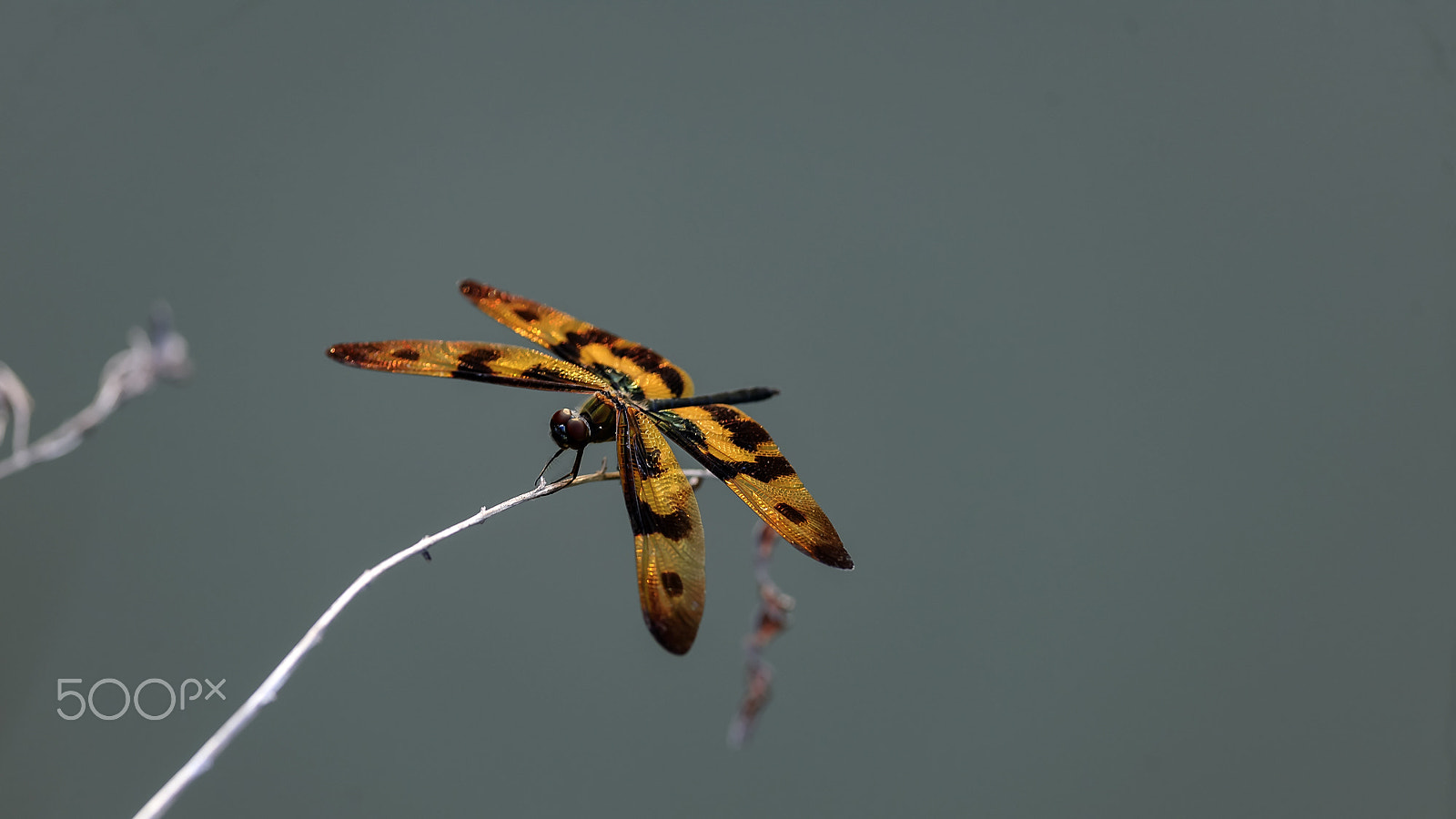 Nikon D3X + Nikon AF-S Nikkor 300mm F4D ED-IF sample photo. 斑丽翅蜻蜓 photography