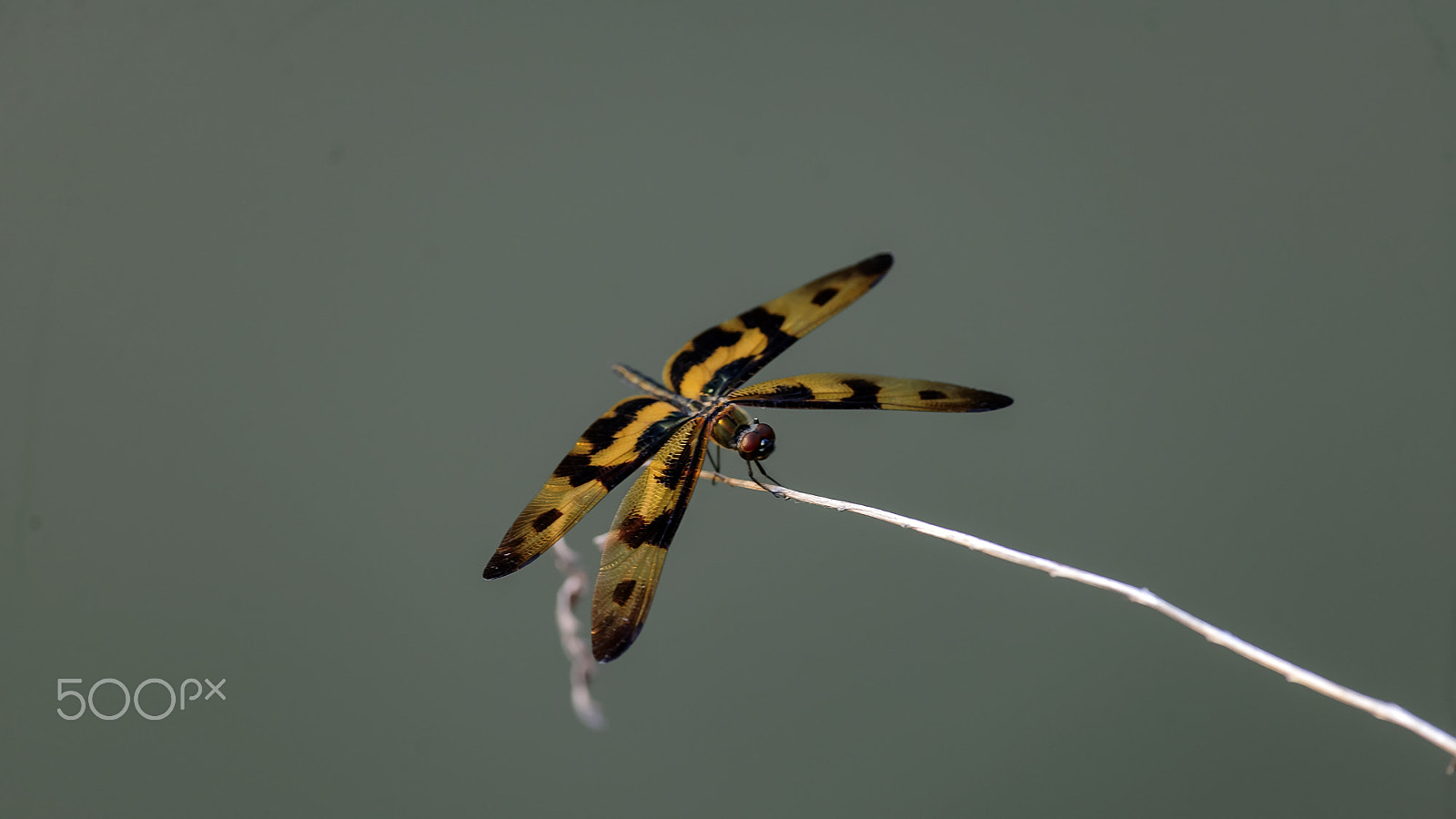 Nikon D3X + Nikon AF-S Nikkor 300mm F4D ED-IF sample photo. 斑丽翅蜻蜓 photography