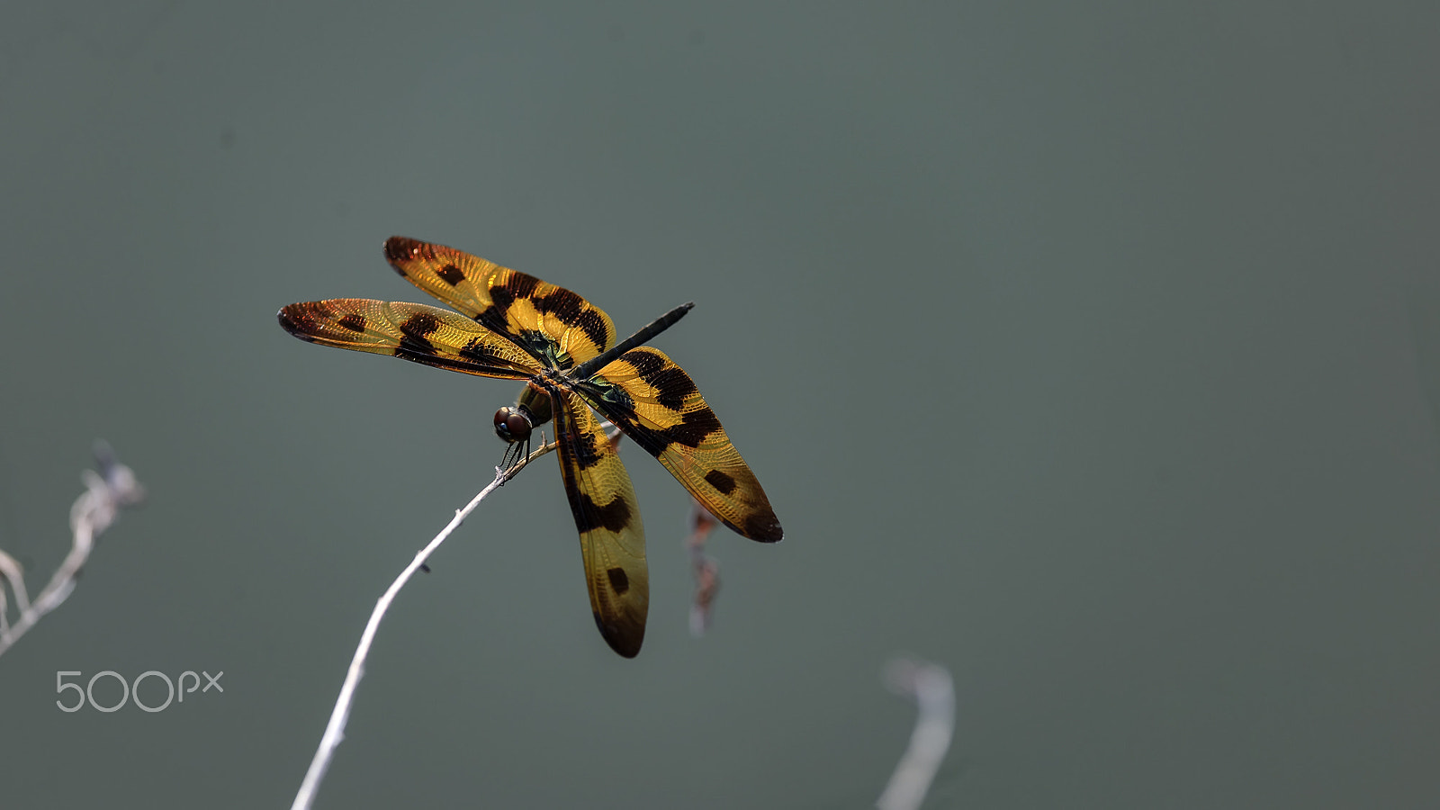 Nikon D3X + Nikon AF-S Nikkor 300mm F4D ED-IF sample photo. 斑丽翅蜻蜓 photography