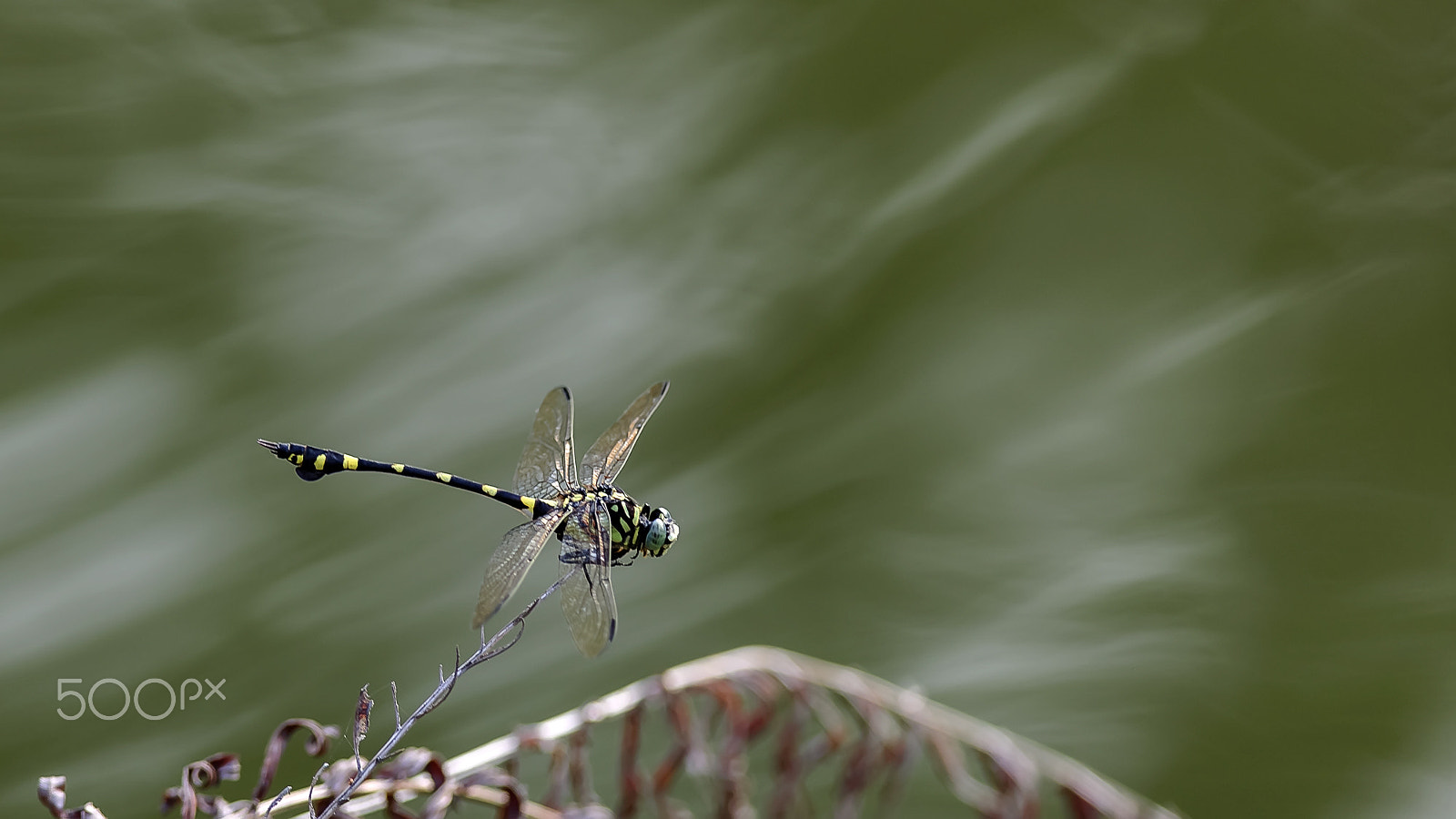 Nikon D3X + Nikon AF-S Nikkor 300mm F4D ED-IF sample photo. 蜻蜓 photography